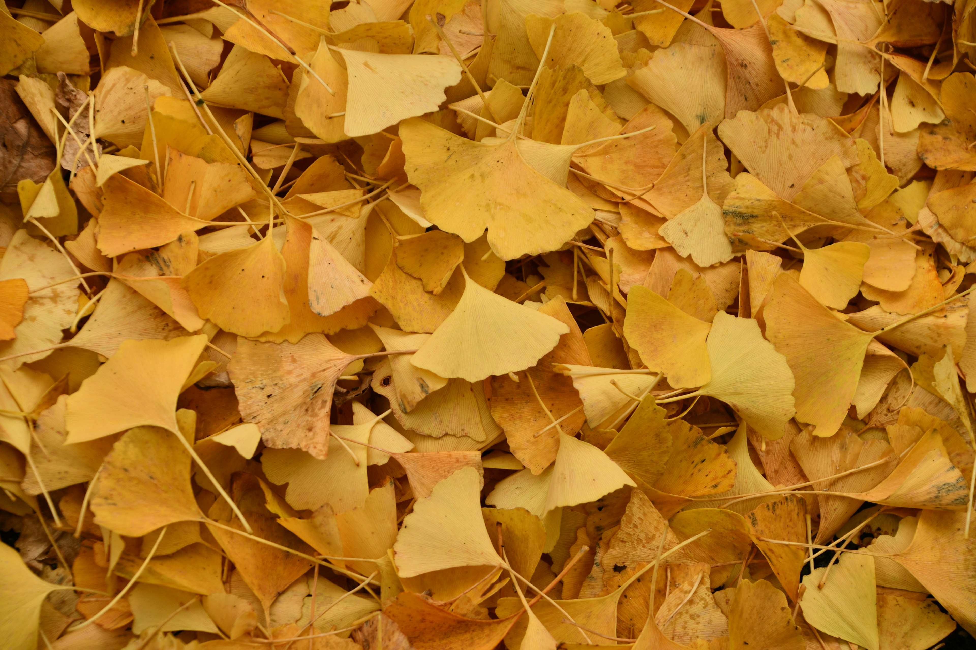 Un sol recouvert de feuilles de ginkgo jaunes éparpillées