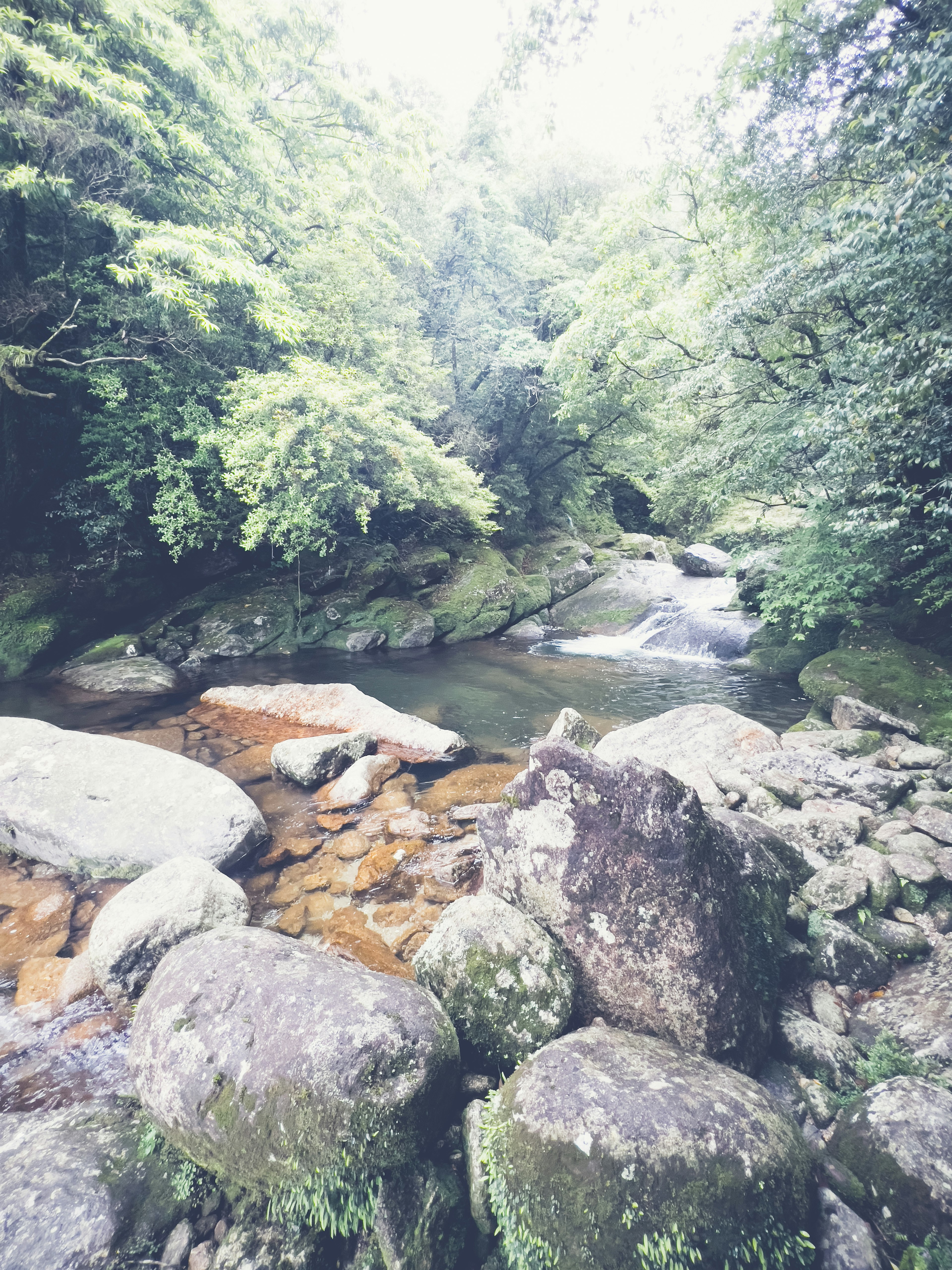 A serene river scene surrounded by lush greenery large rocks and clear water