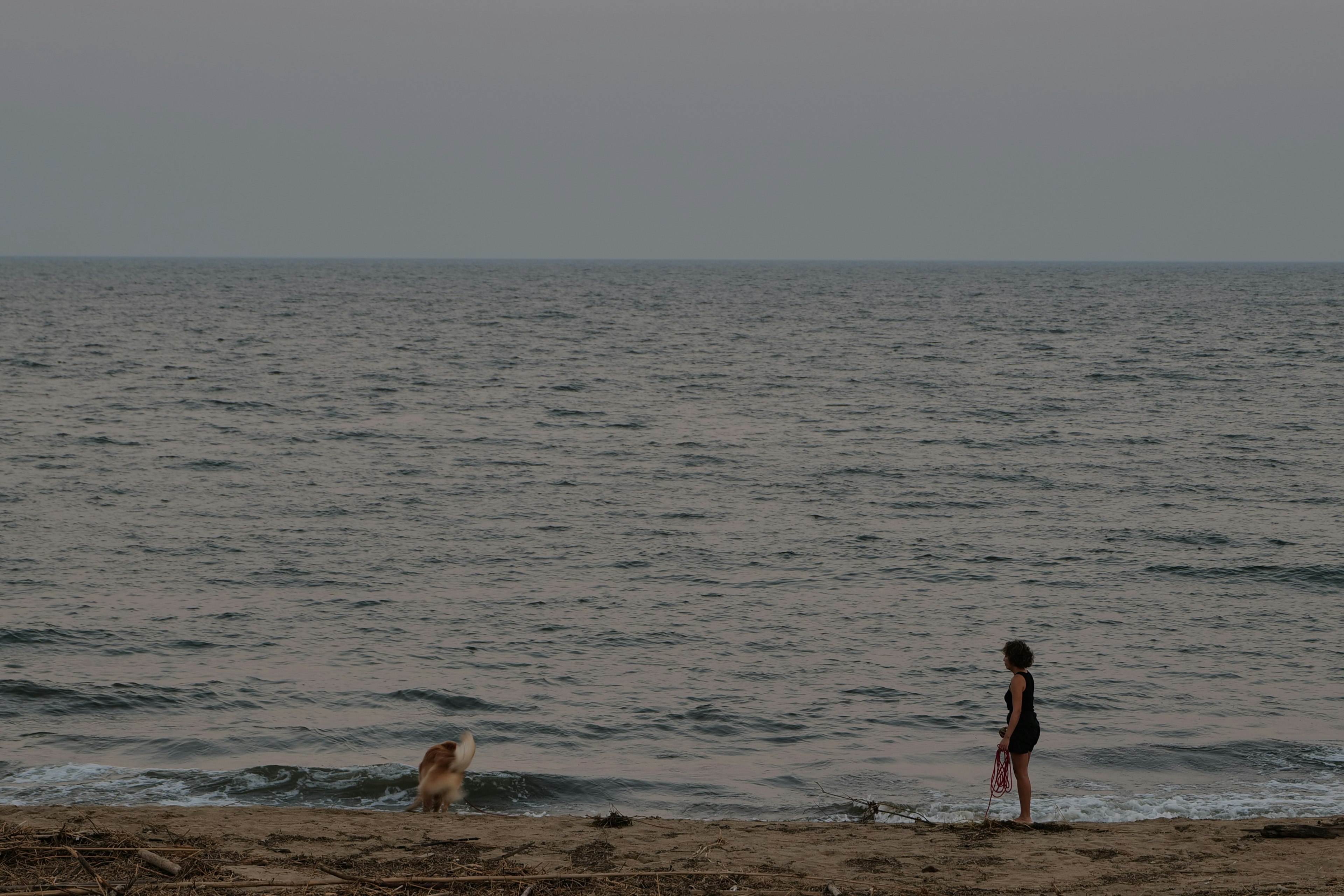 海辺で遊ぶ犬と子供のシルエット