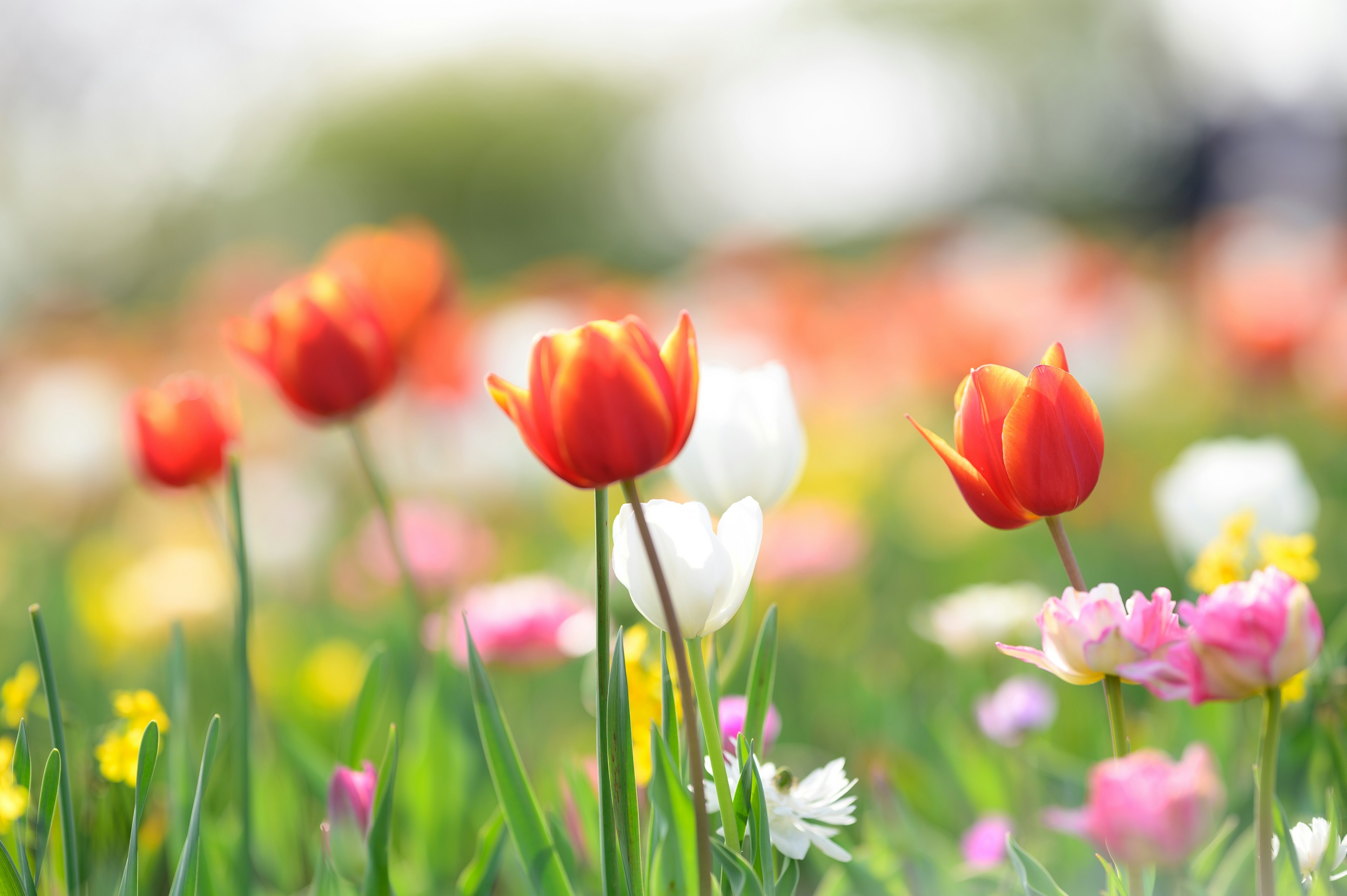 Vibrant field of flowers featuring prominent red tulips and white blooms