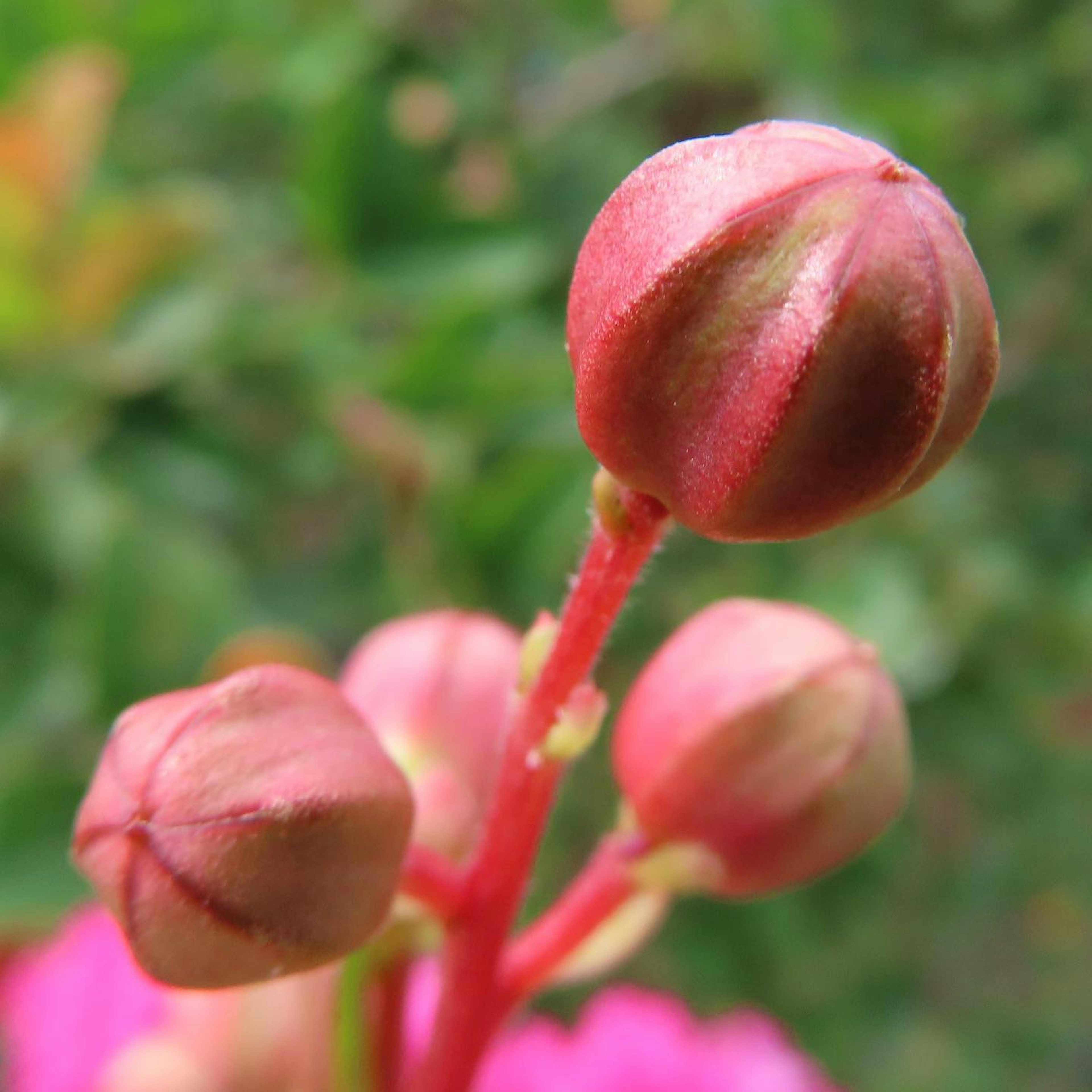 Nahaufnahme von rosa Blumenknospen mit grünem Hintergrund