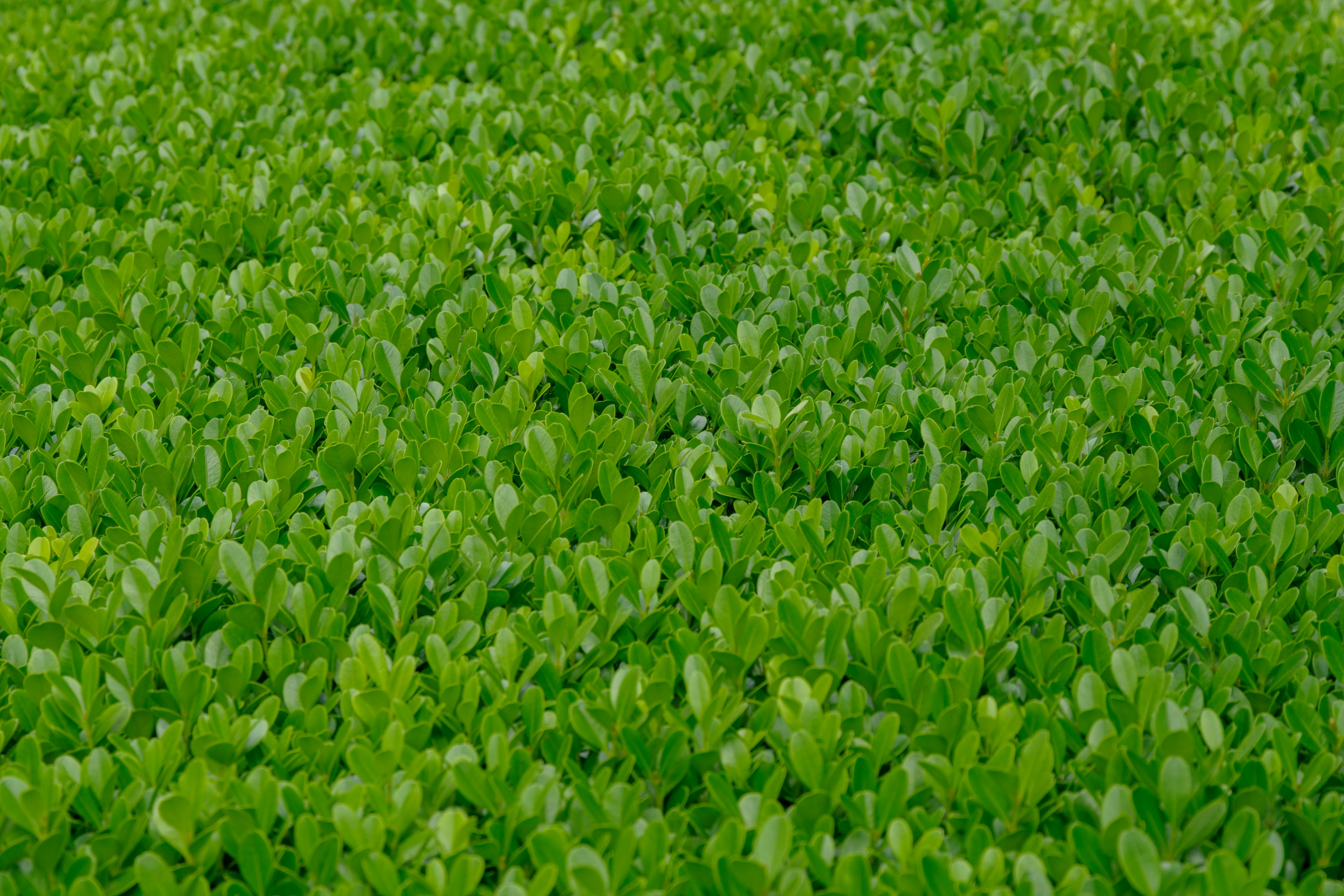 Foglia verde lussureggiante densamente impacchettata in un campo