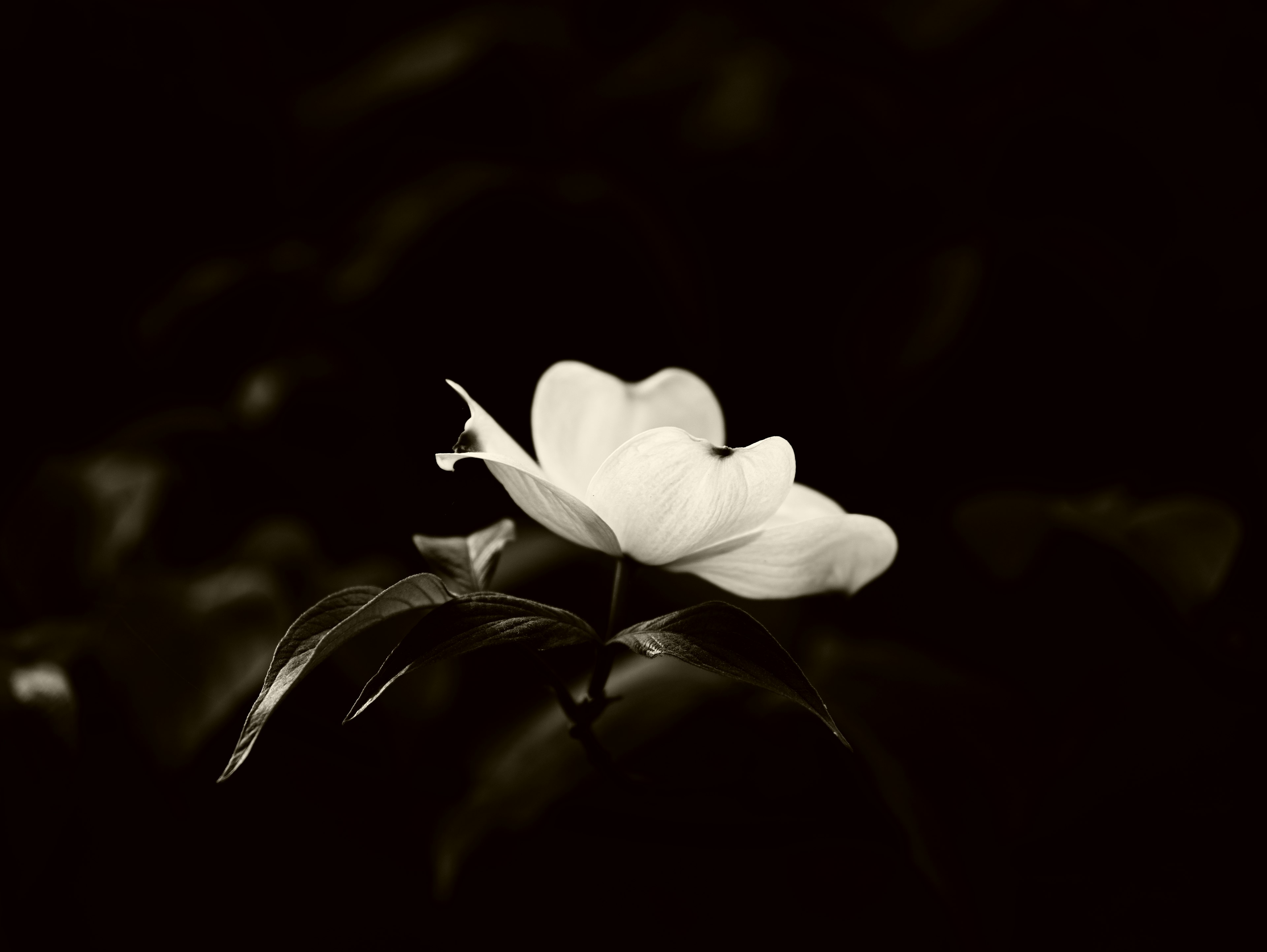 Gros plan d'une fleur blanche sur fond noir
