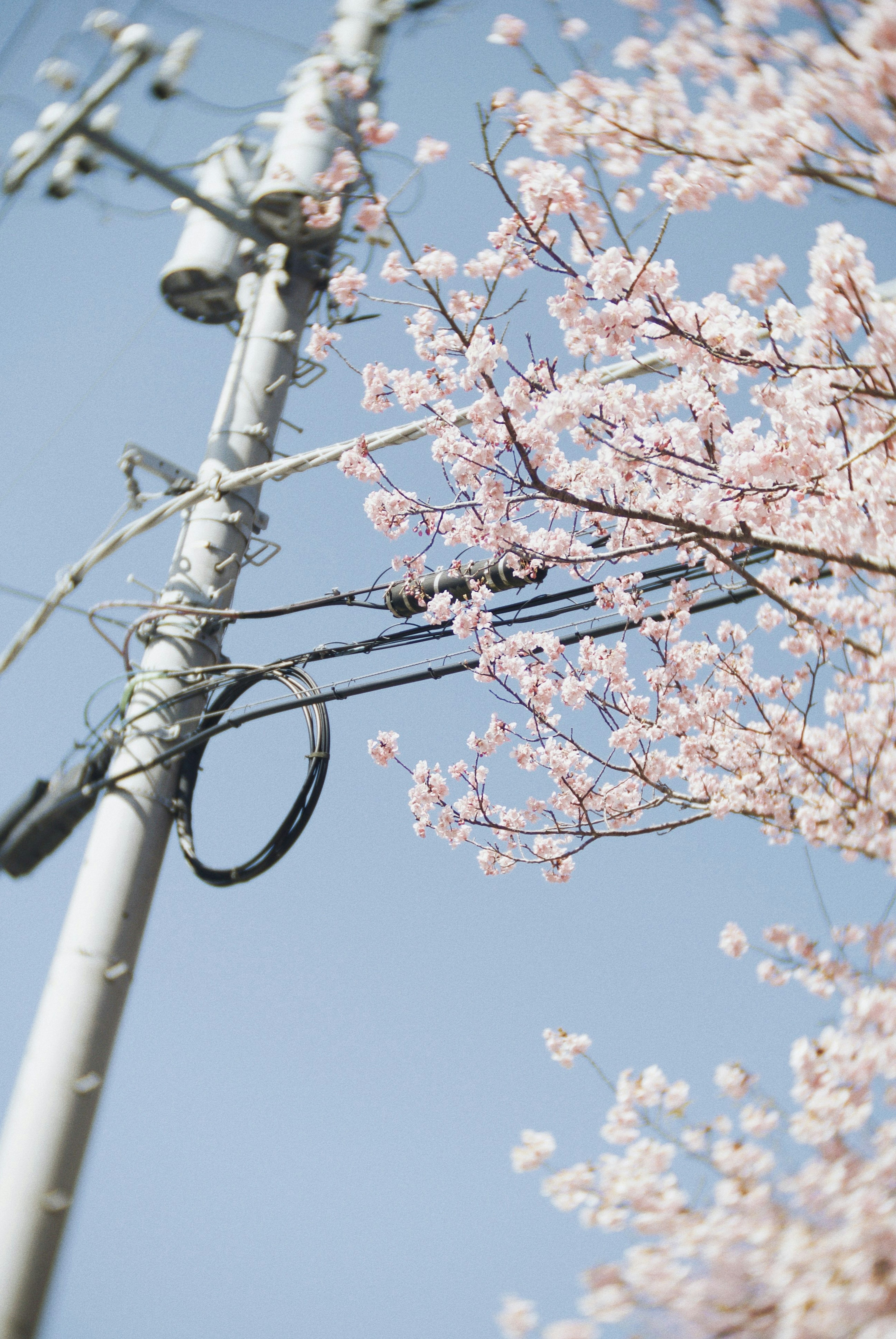 青空の下に咲く桜の花と電柱の風景