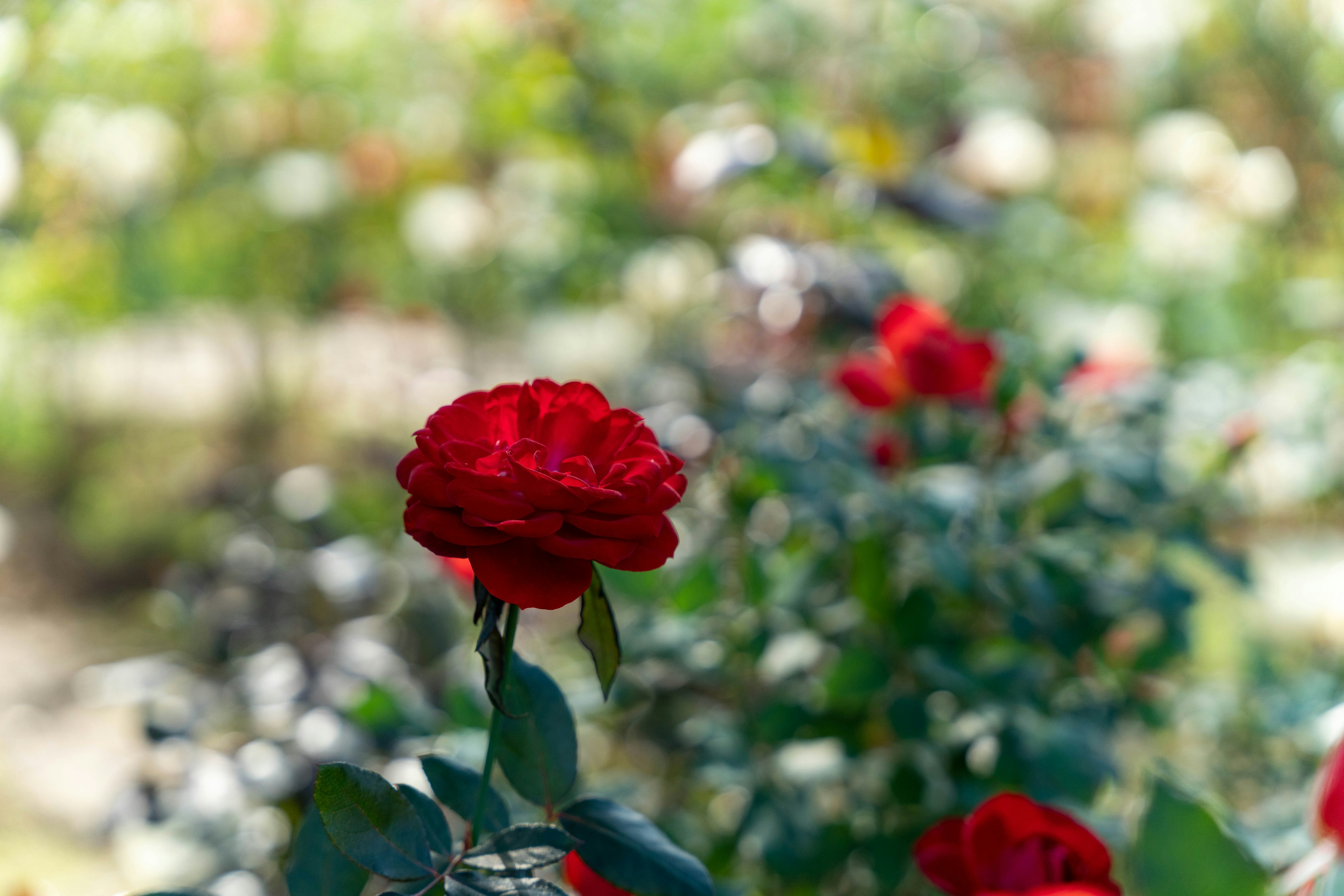 Rosa roja vibrante floreciendo entre hojas verdes