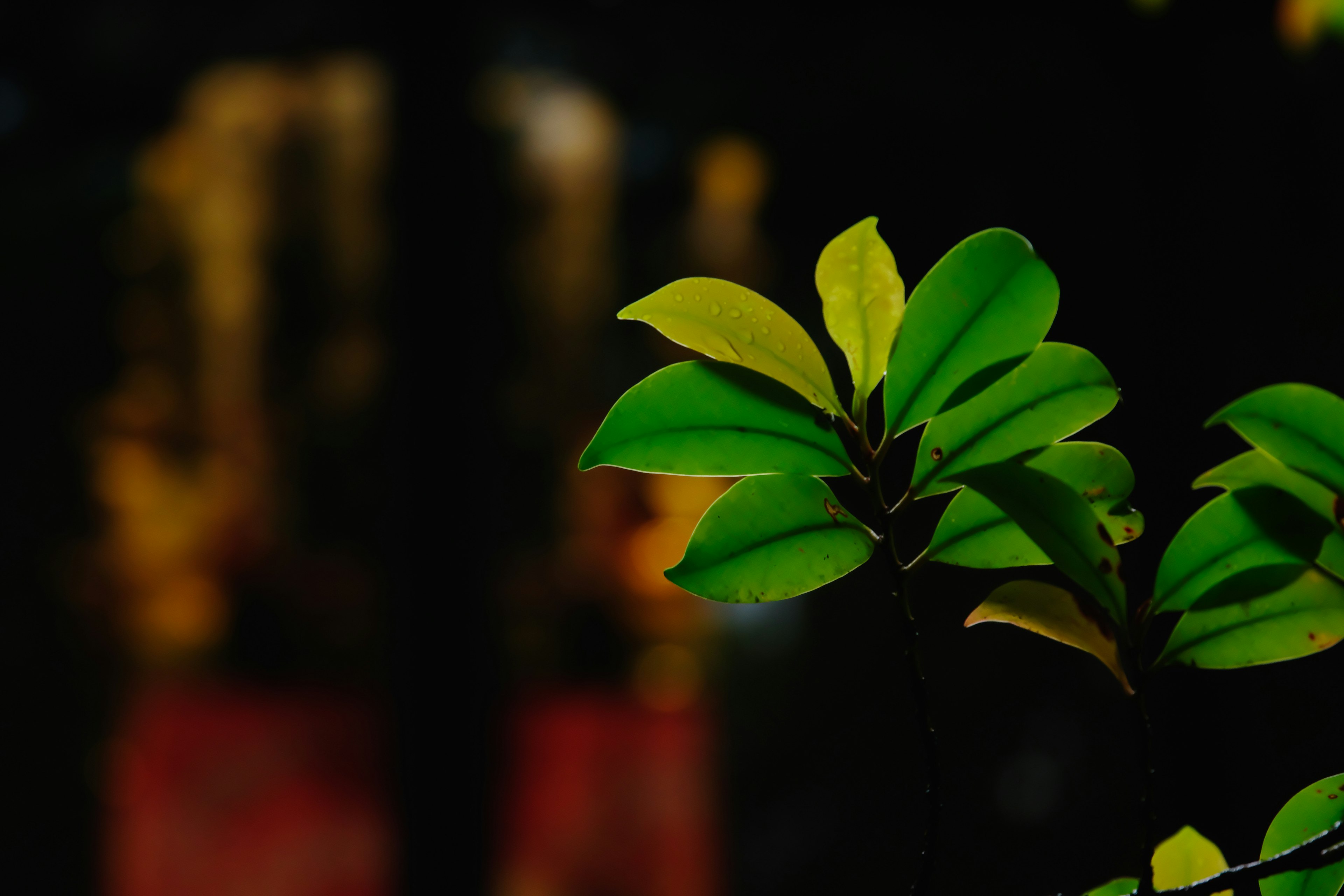 Green leaves standing out against a dark background