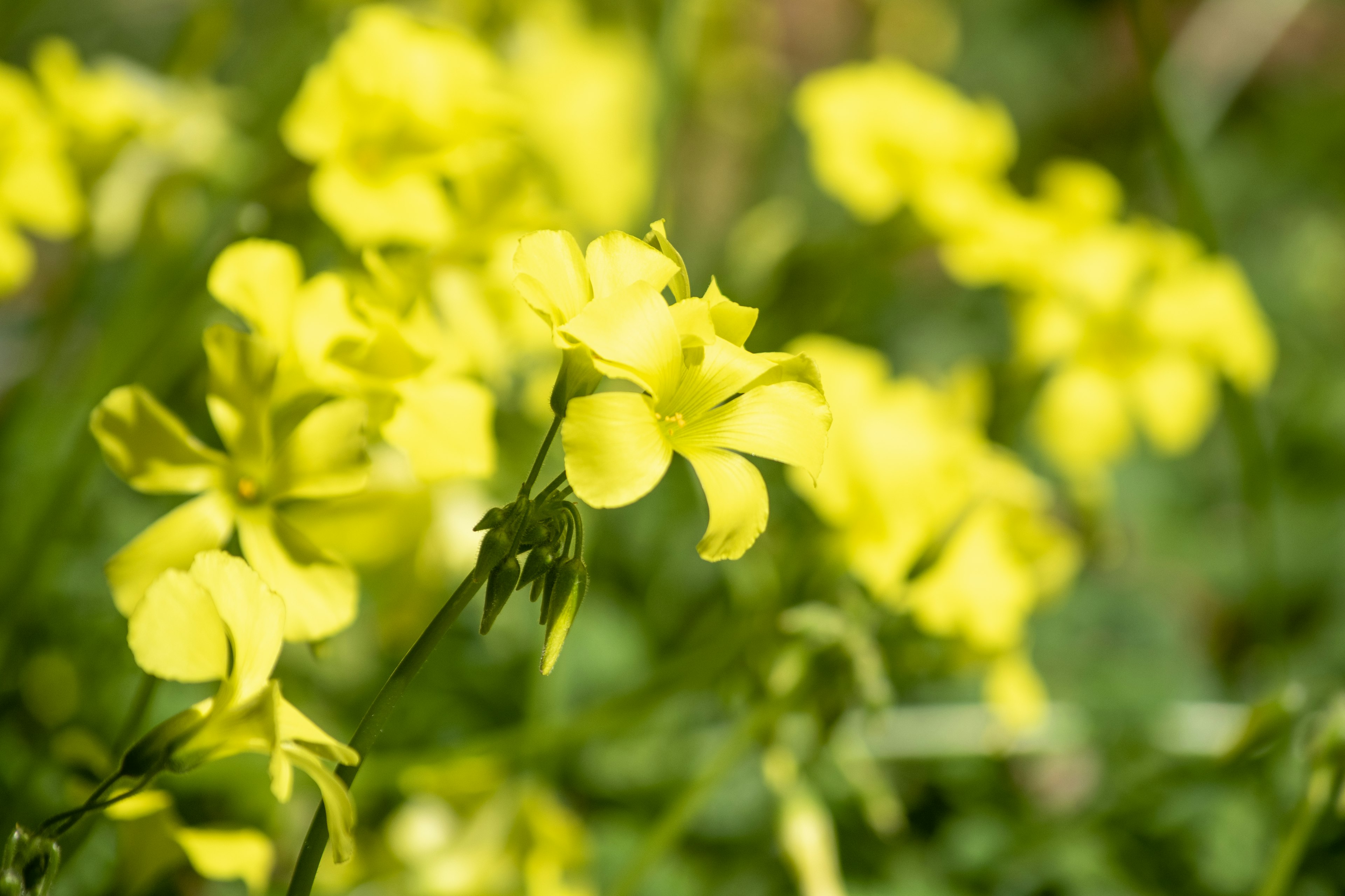 Eine lebendige Szene mit blühenden gelben Blumen