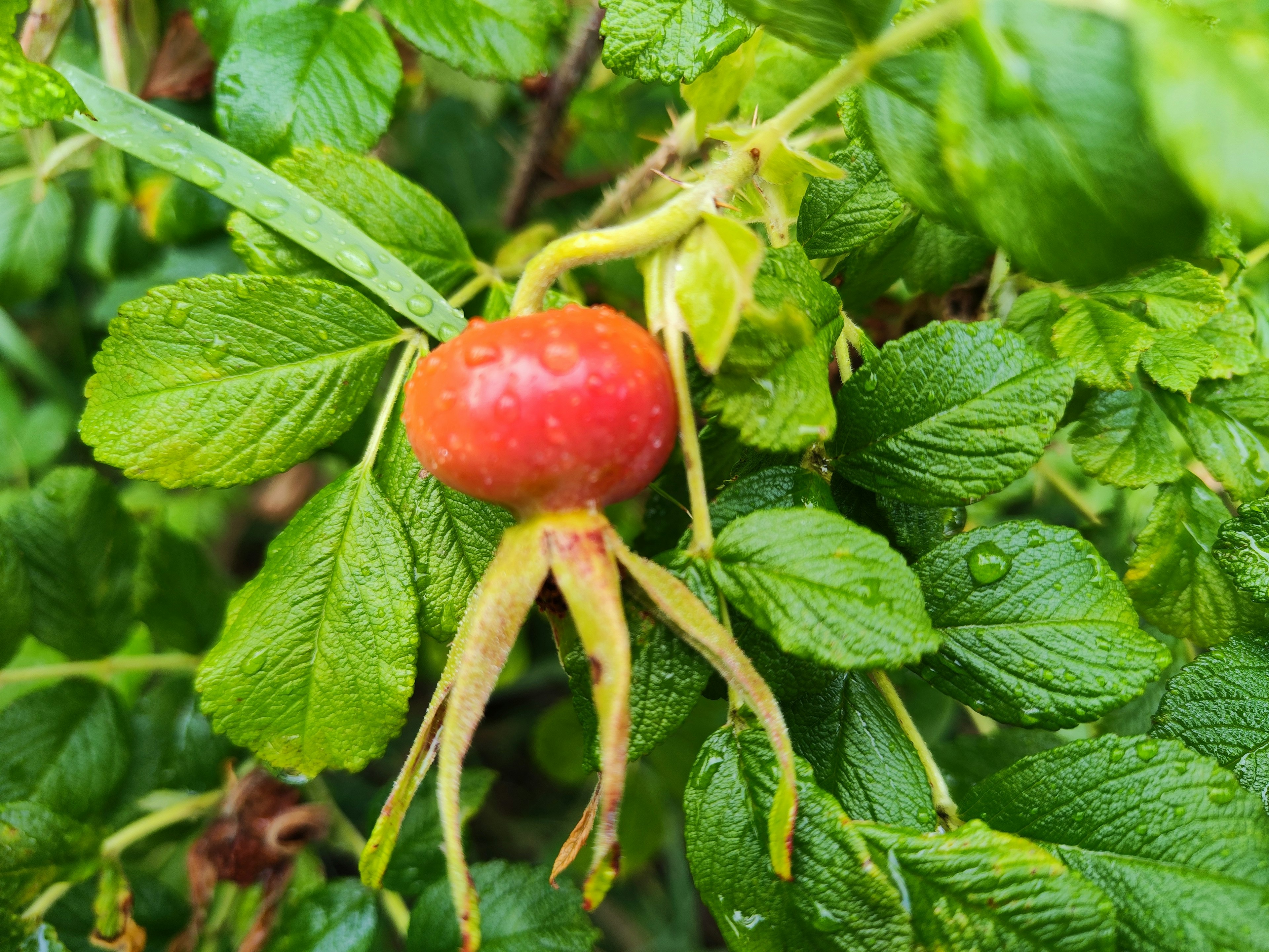 Close-up of a red fruit and green leaves on a plant