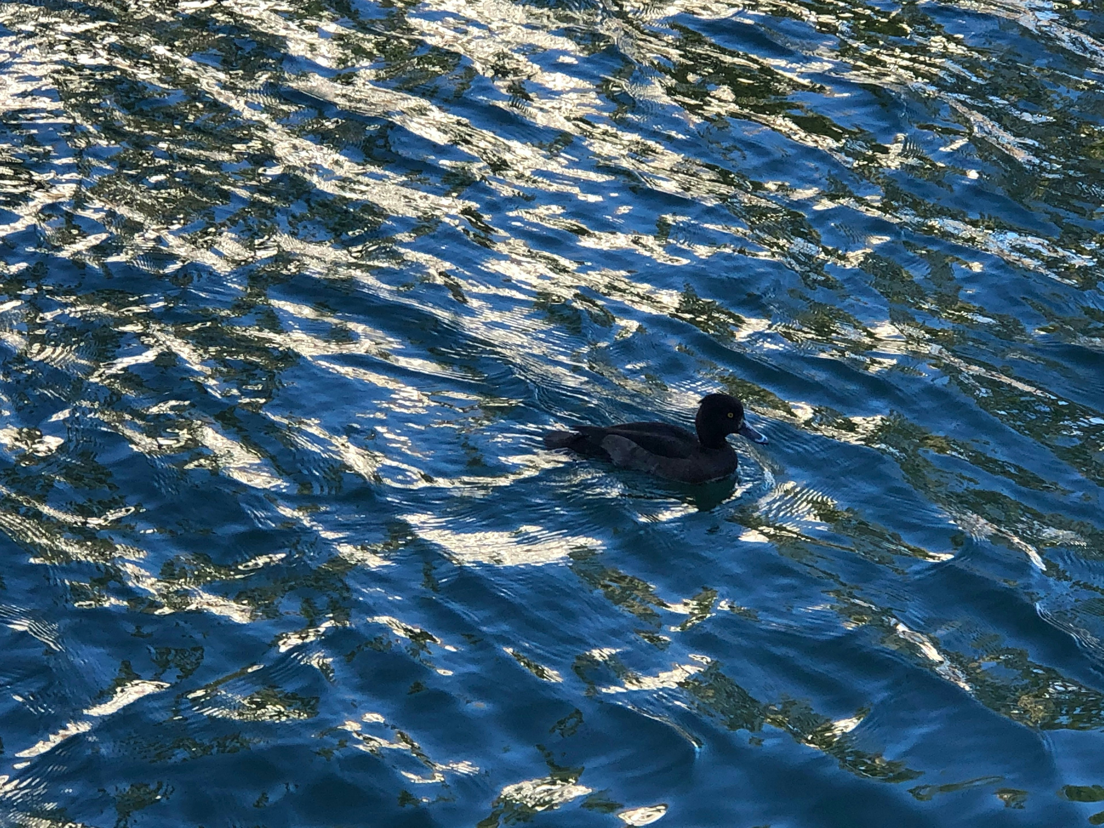 Seekor bebek hitam berenang di atas air berkilau