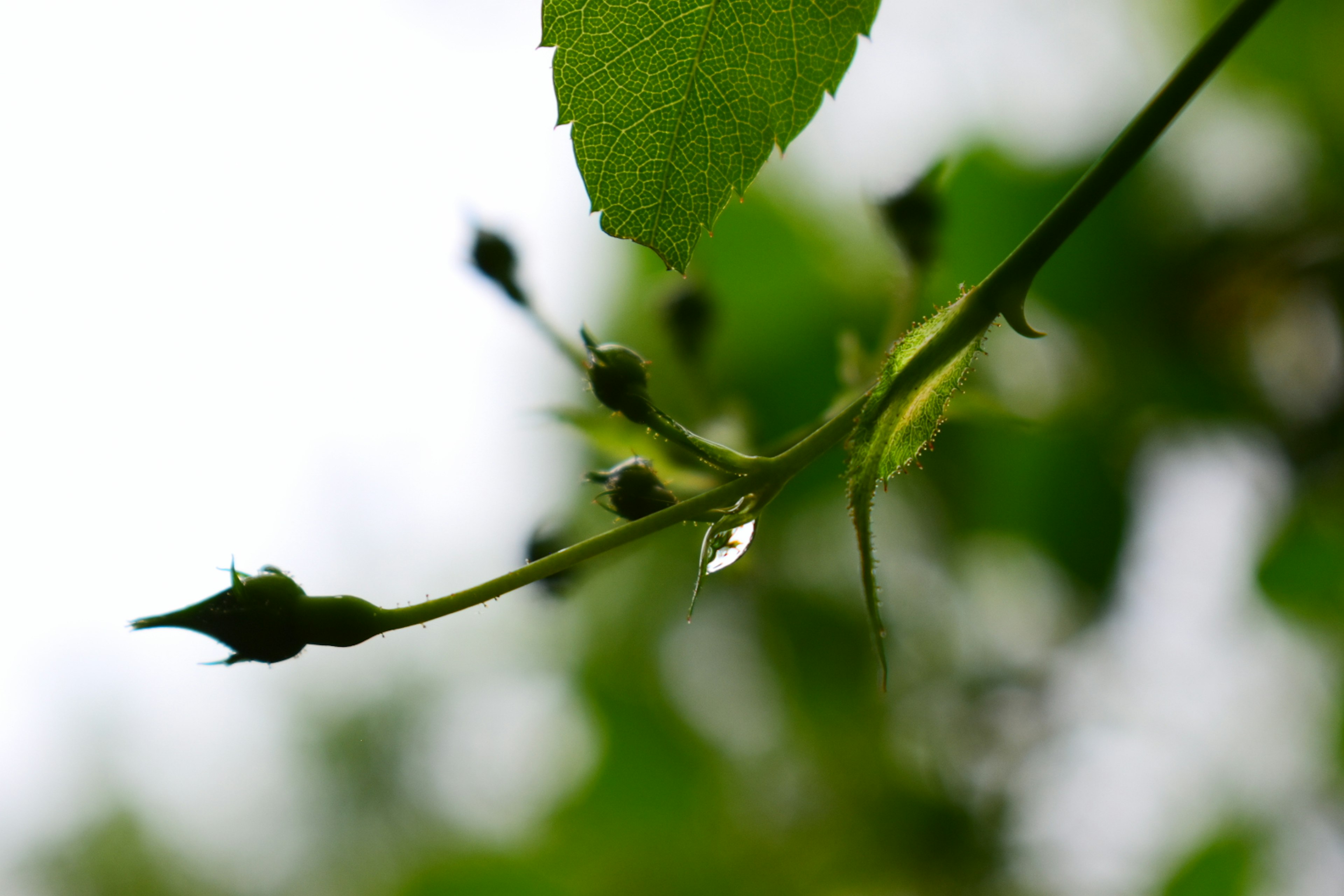 Foto ravvicinata di una pianta con foglie verdi e piccoli boccioli