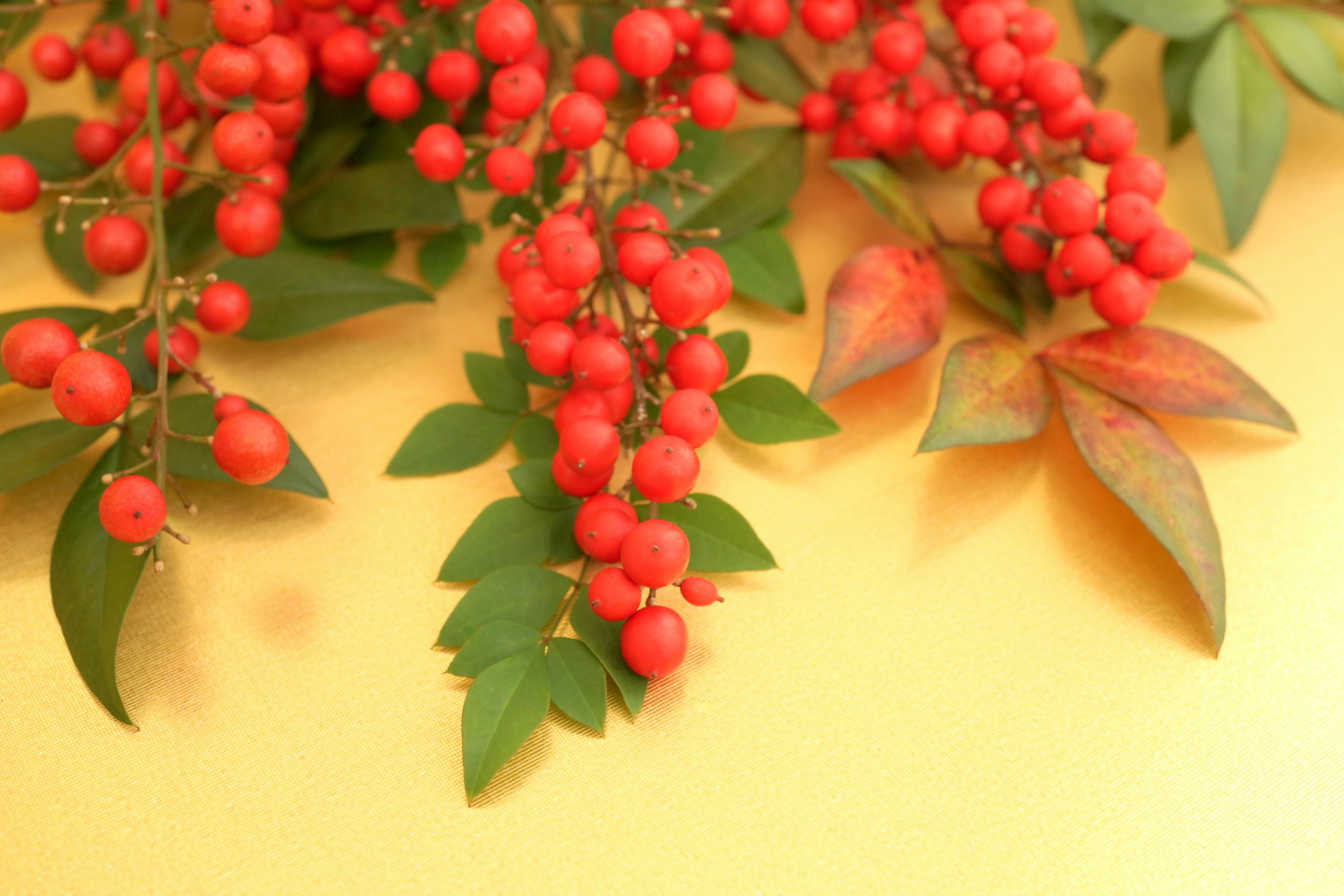 Nahaufnahme einer Pflanze mit lebhaften roten Beeren und grünen Blättern