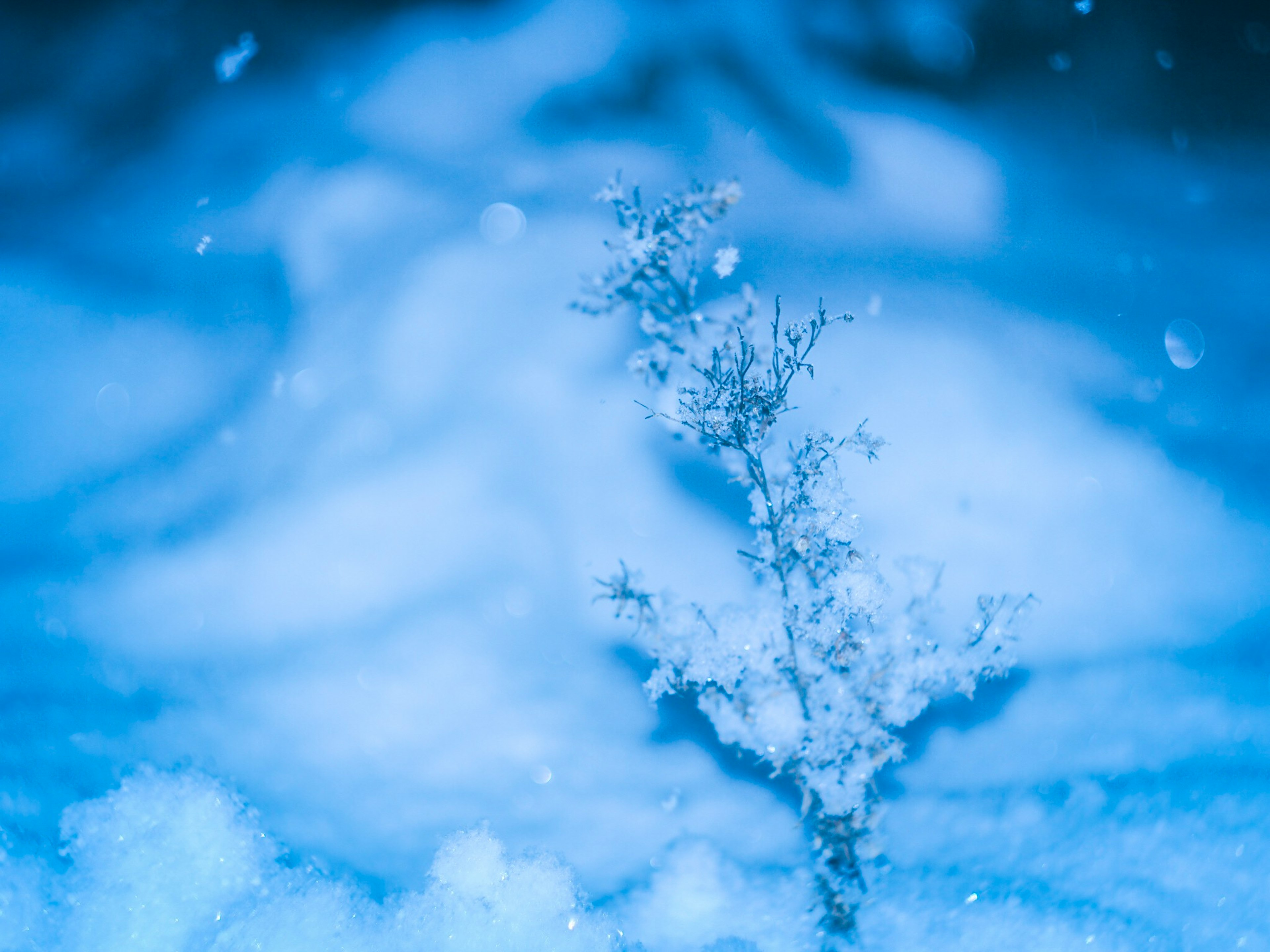 Pequeña planta con copos de nieve sobre fondo azul