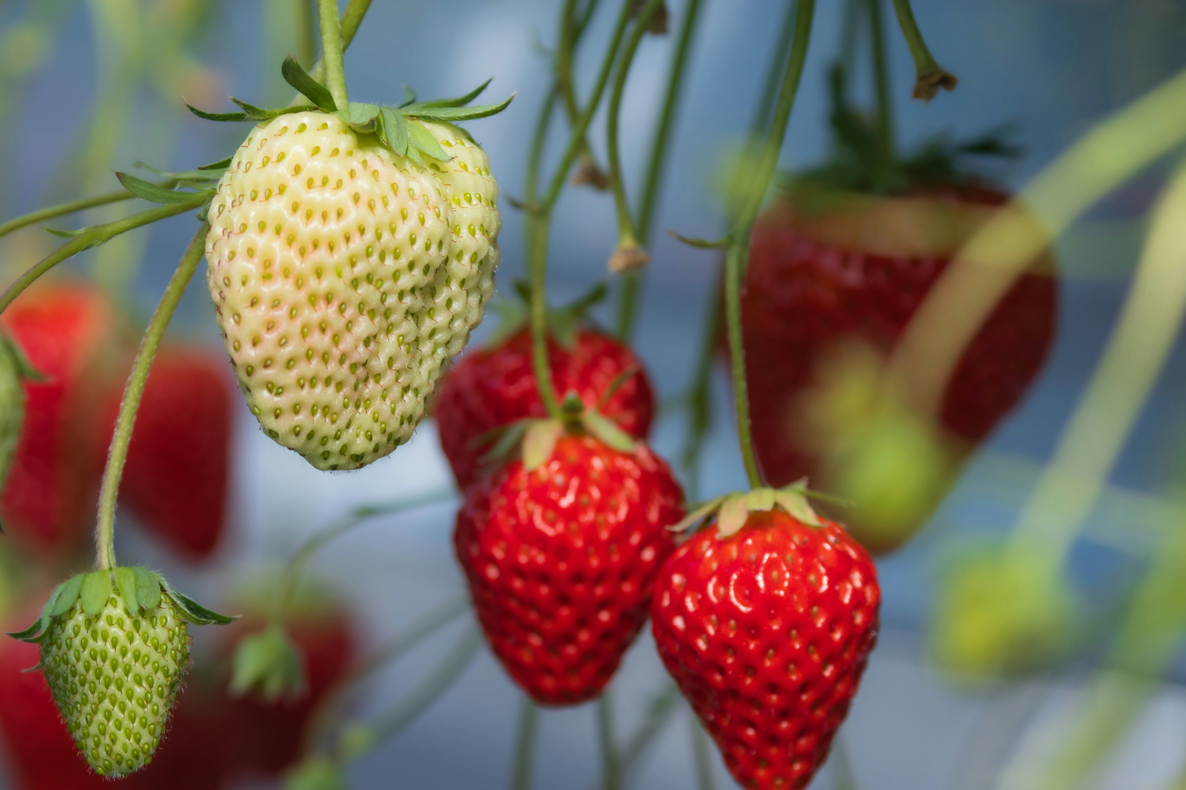 Red strawberries and an unripe white strawberry hanging among green leaves