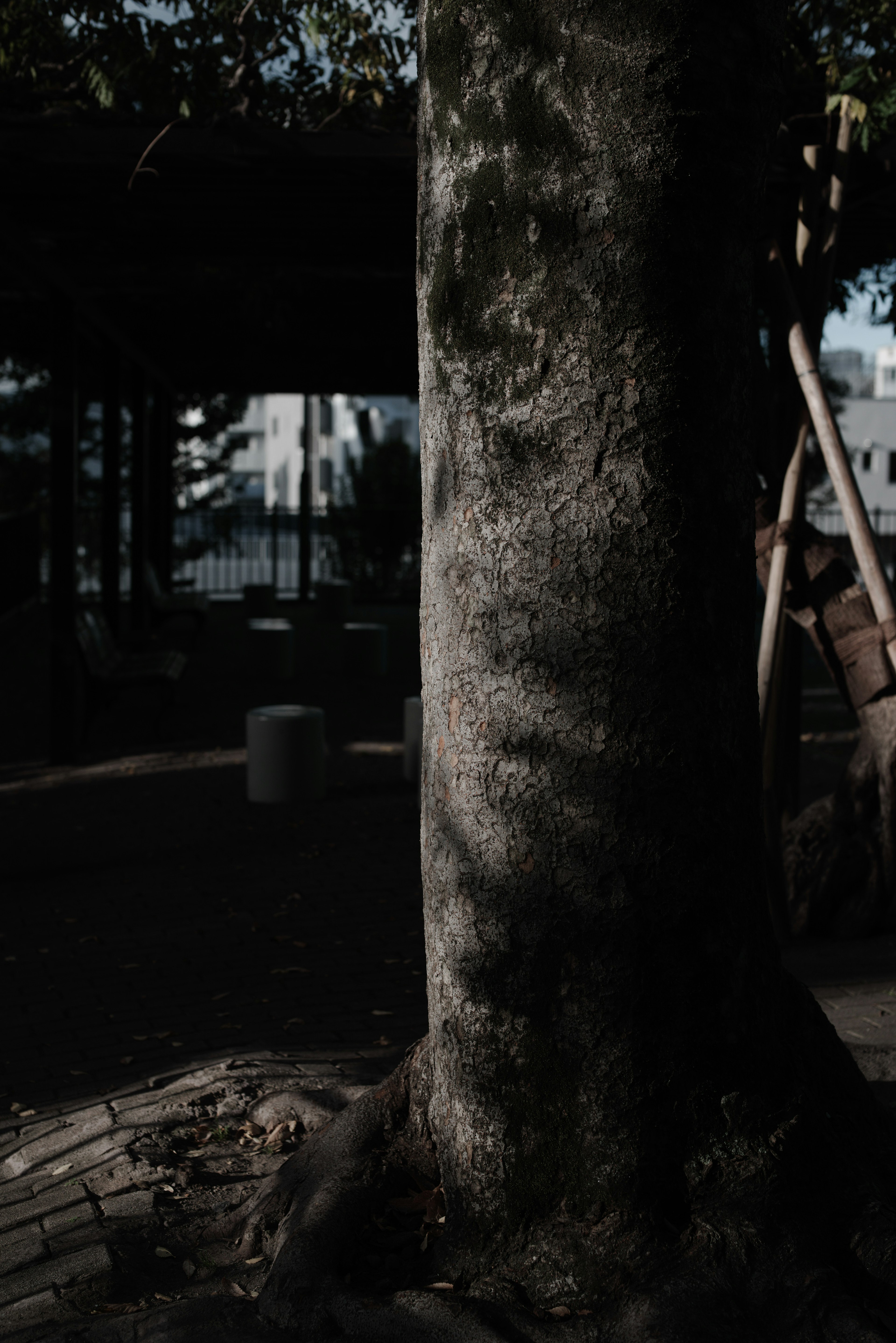 Gros plan d'un tronc d'arbre avec des ombres sombres