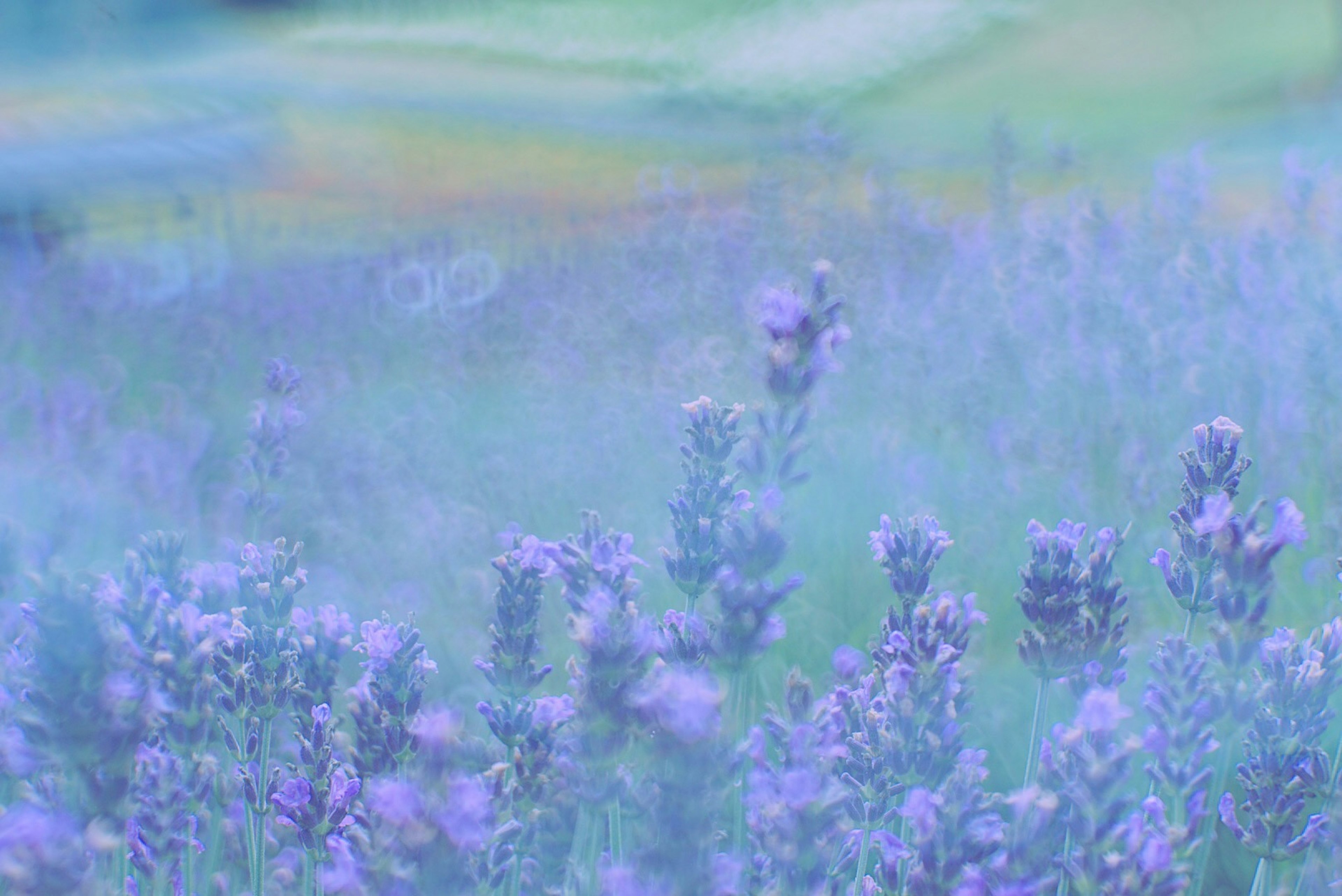 Vista sfocata di un campo di lavanda in tonalità di viola