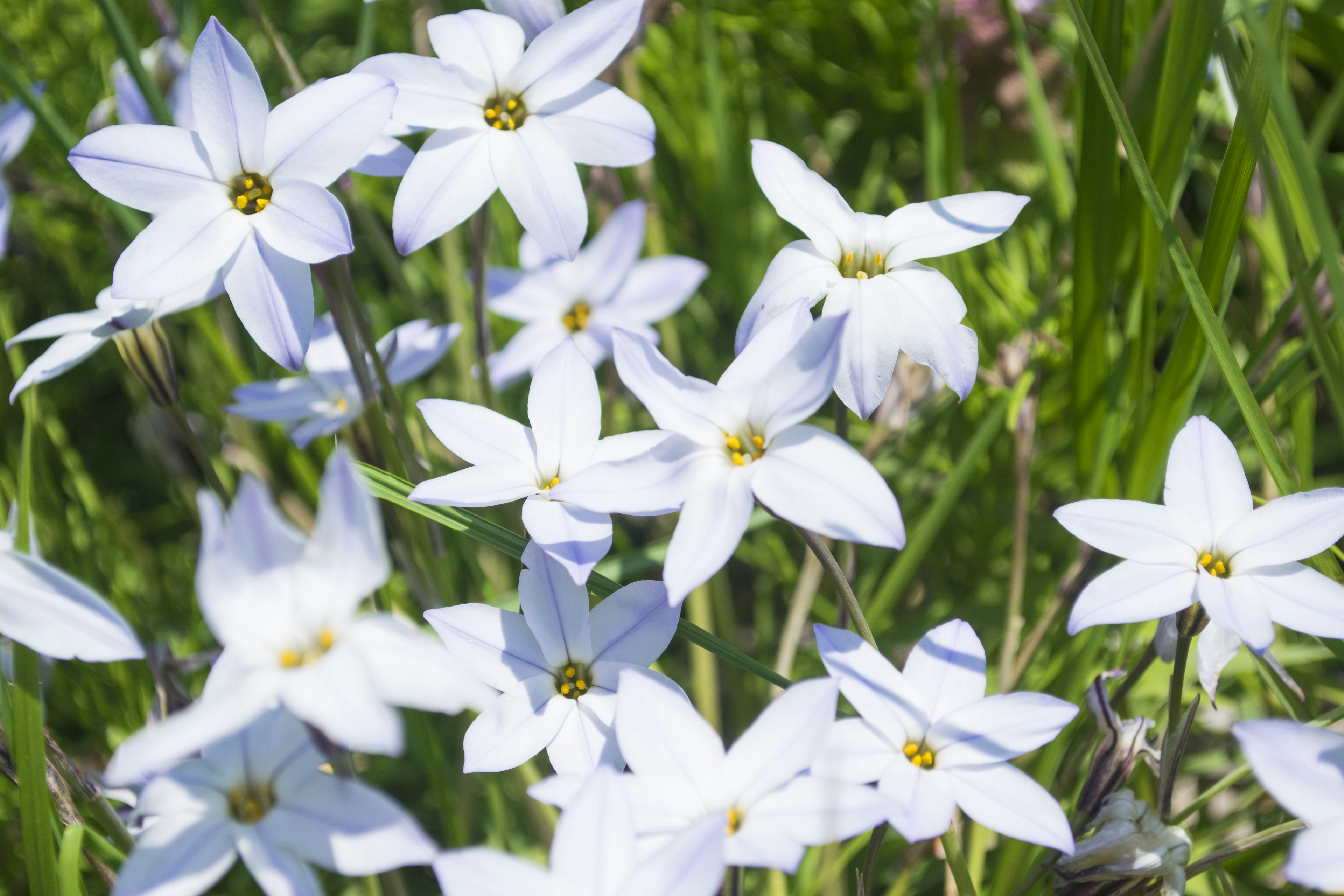 Nahaufnahme von weißen Blumen, die in einem grasbewachsenen Feld blühen