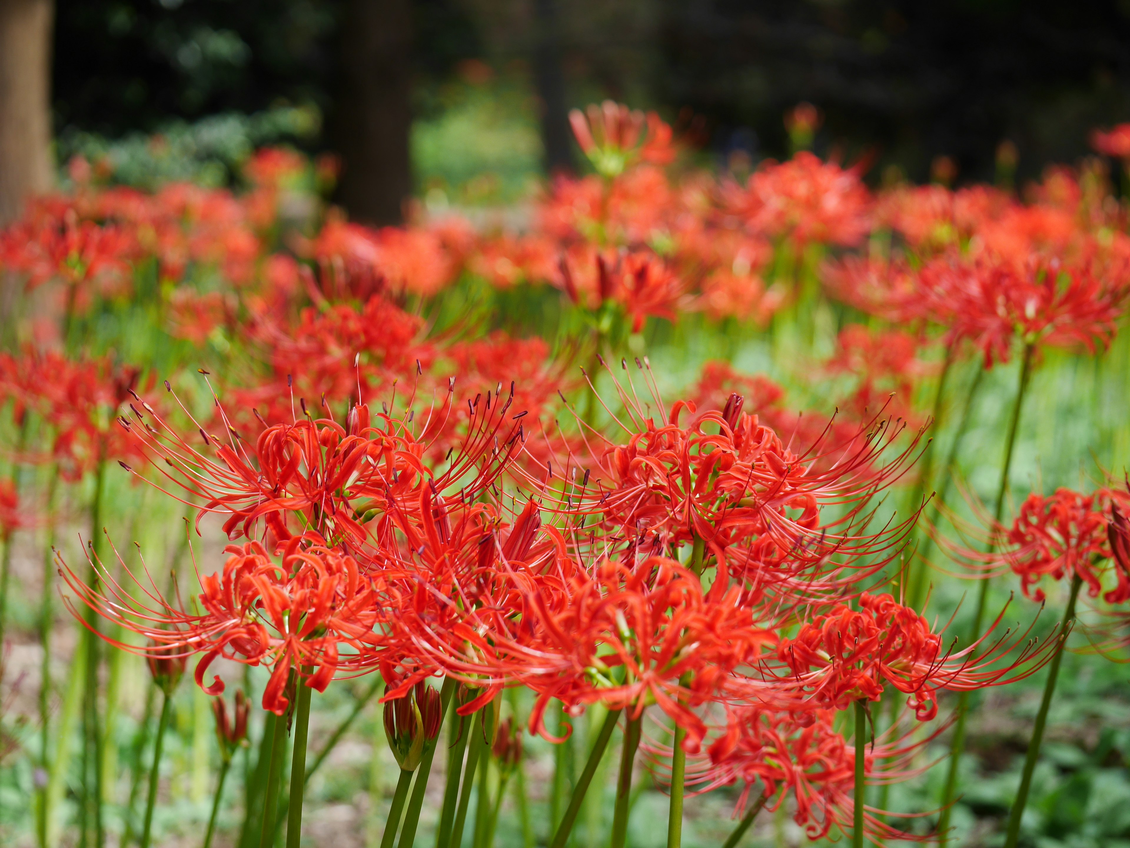 A vibrant cluster of red spider lilies in a garden setting