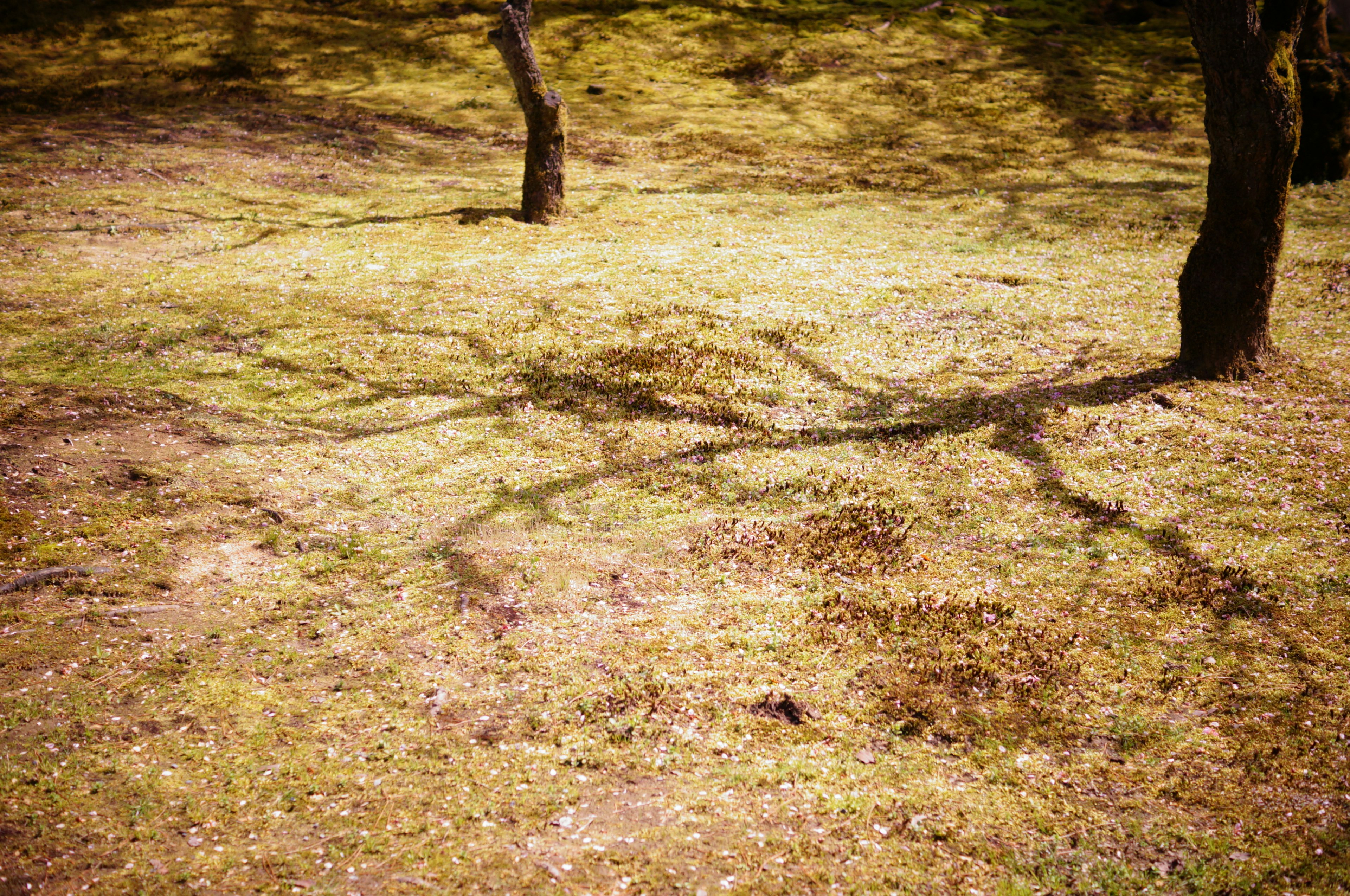 Tree shadows cast on grassy terrain with natural textures