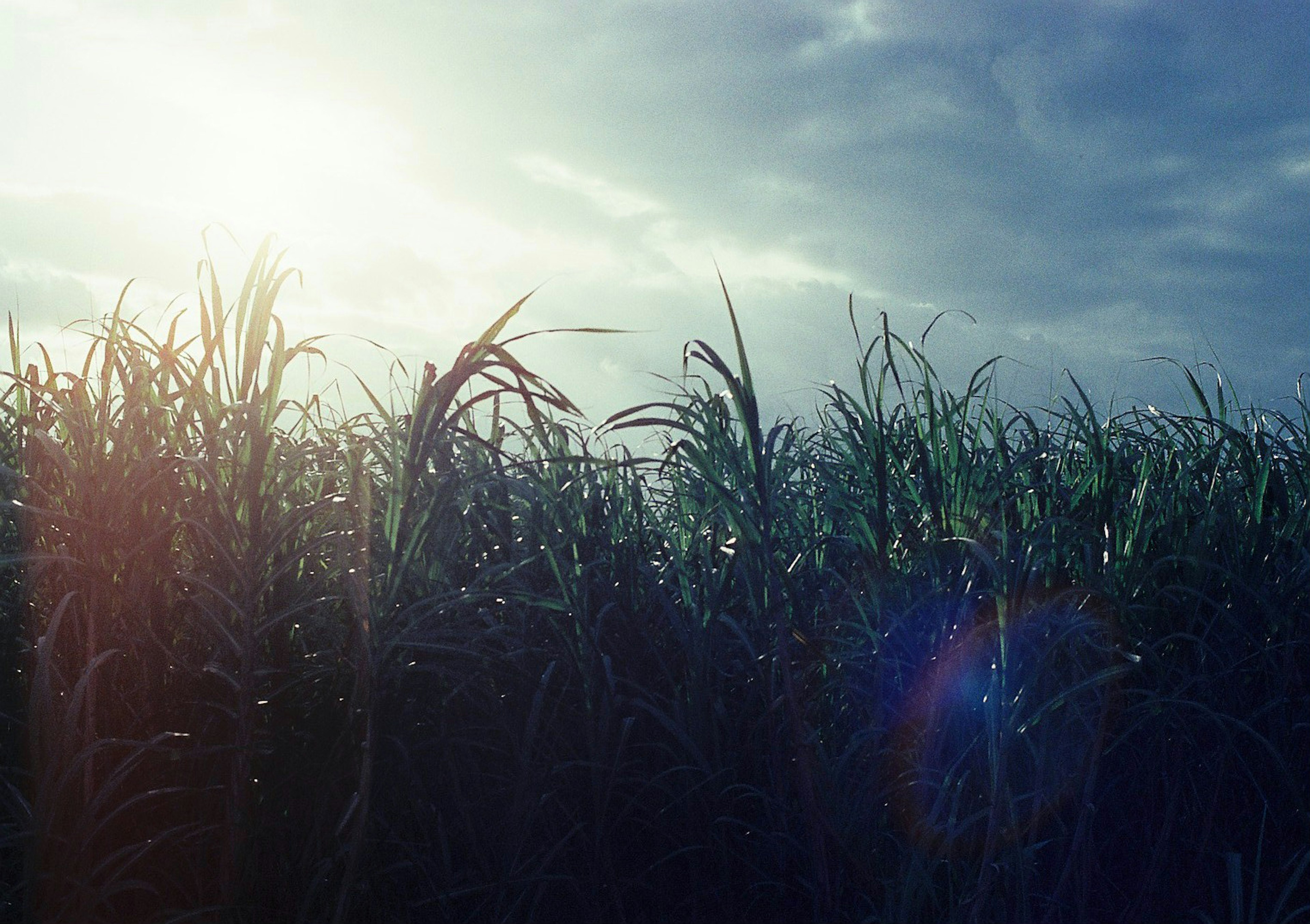 Lush green grass field with sunlight