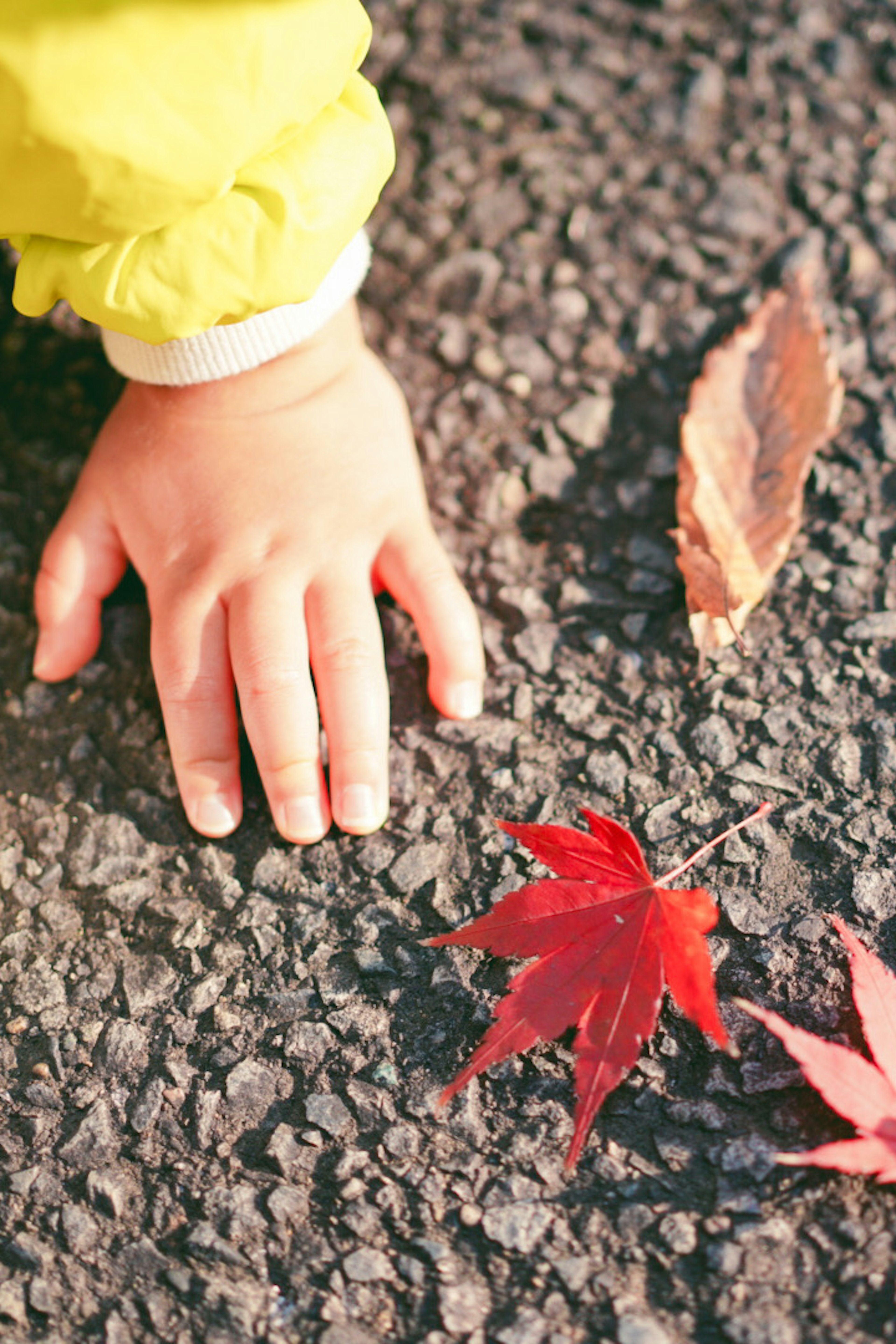 Eine kleine Hand auf Asphalt mit roten Ahornblättern in der Nähe