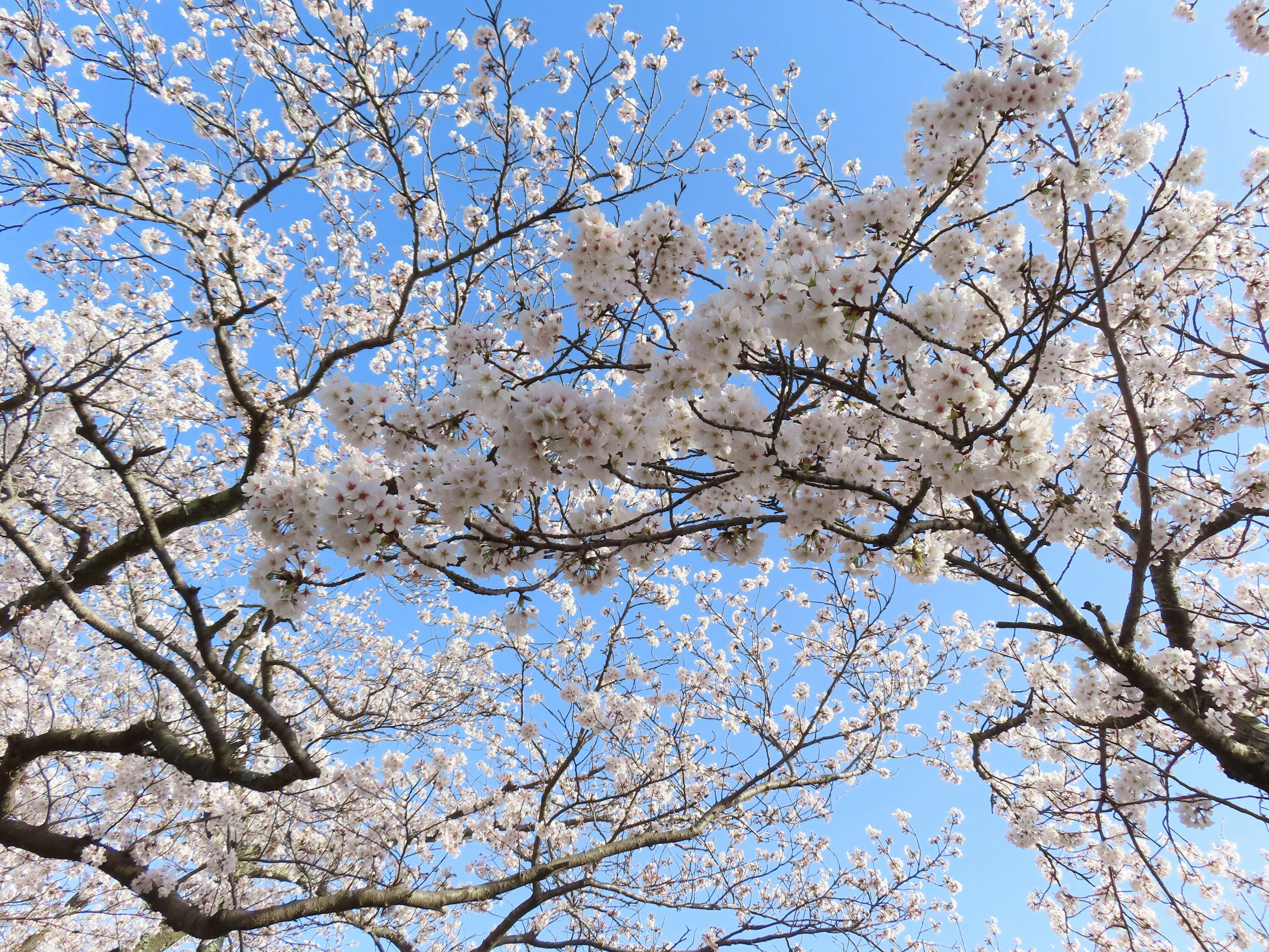 Schöne Aussicht auf Kirschblüten und Äste vor einem blauen Himmel