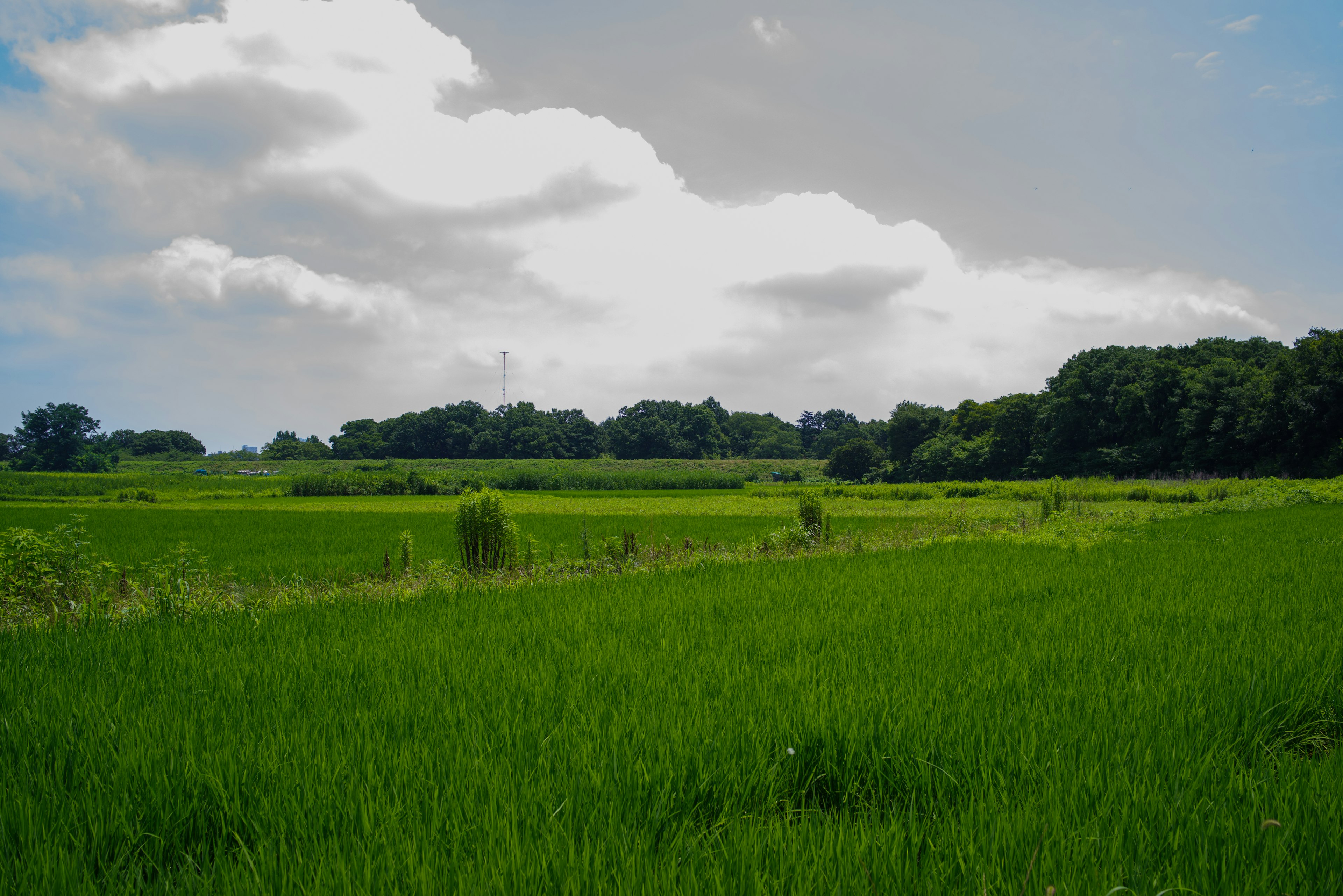 Campos de arroz verdes y exuberantes bajo un cielo azul