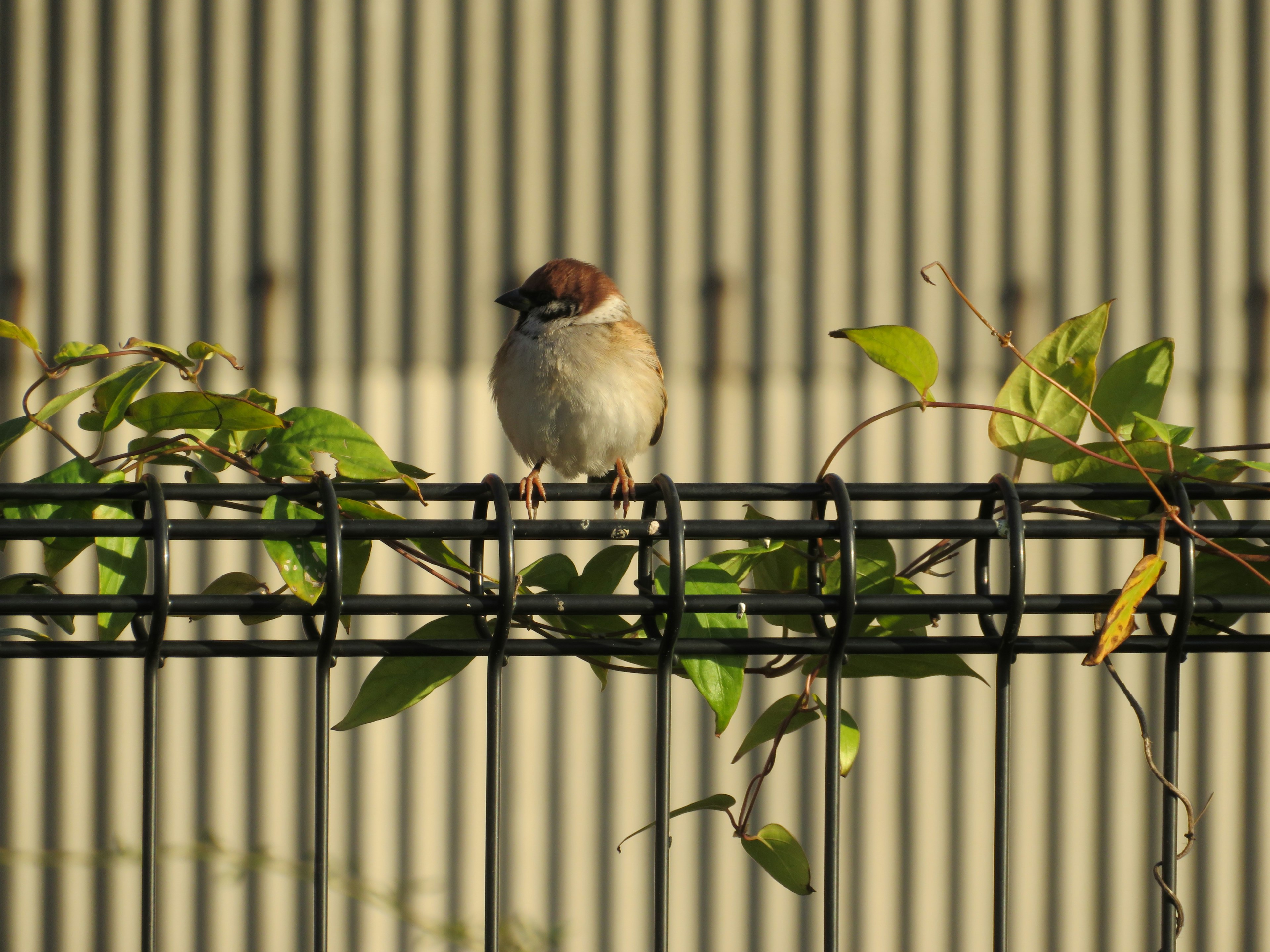 A small bird perched on a fence with surrounding leaves