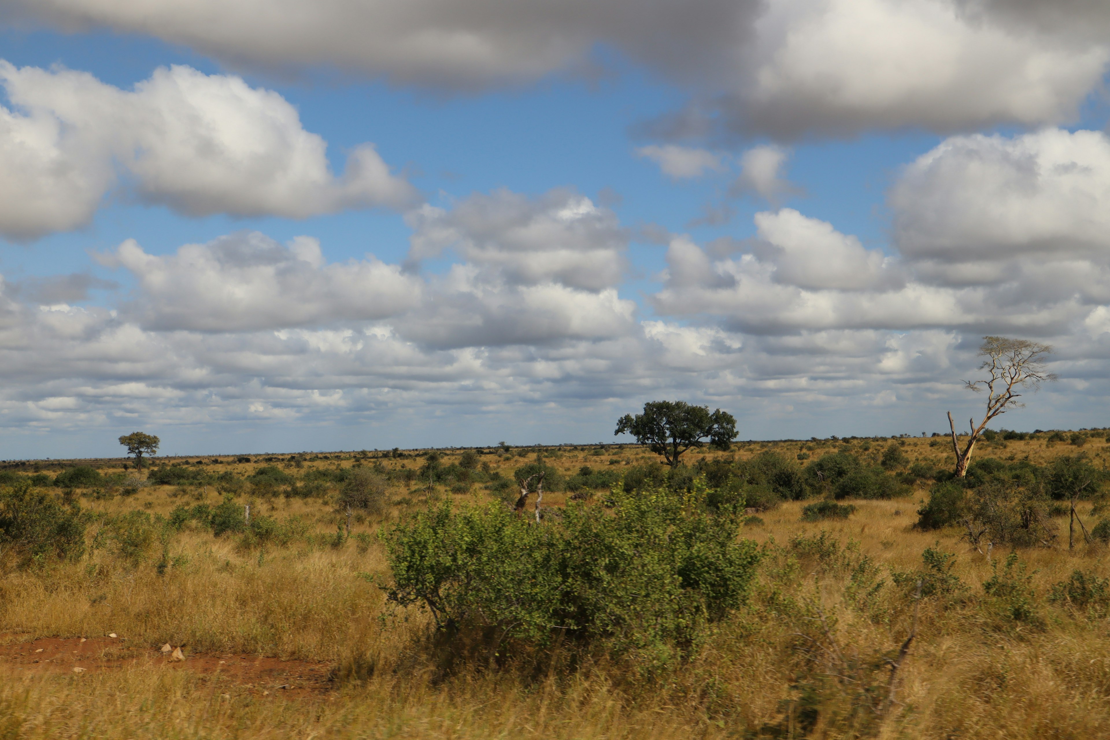 Weite Graslandschaft mit blauem Himmel und flauschigen weißen Wolken