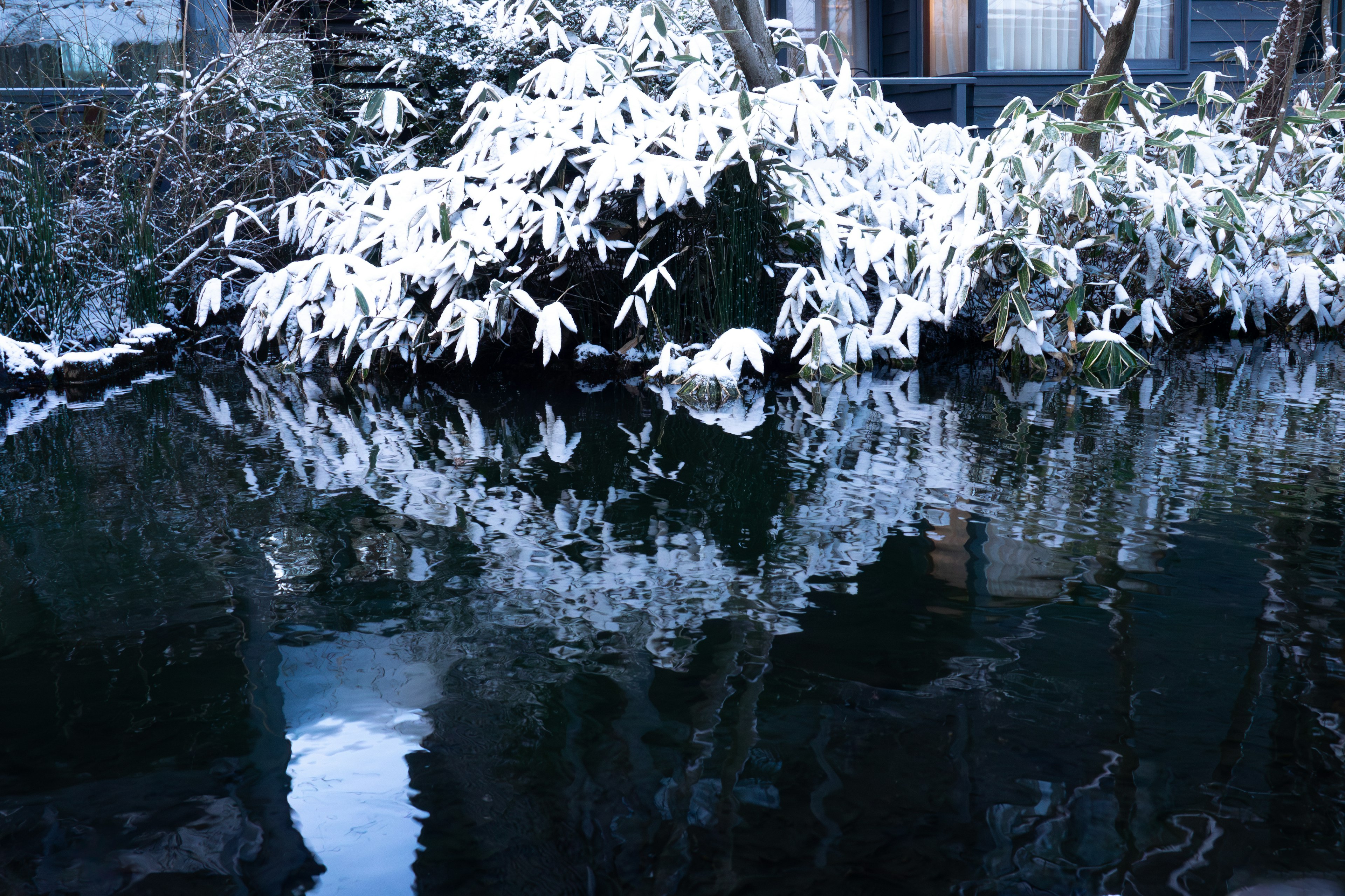 Snow-covered trees and their reflection on a calm water surface