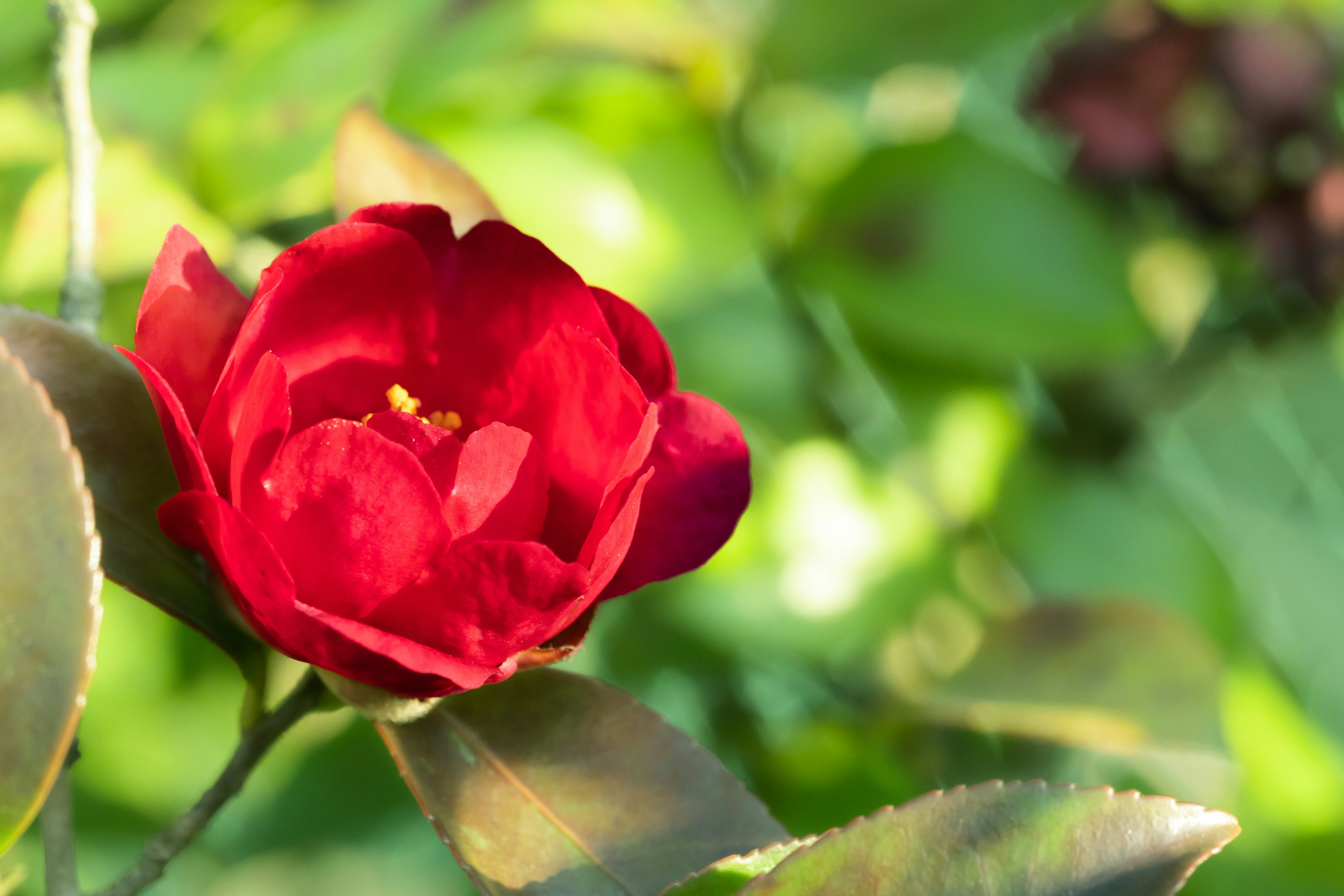 Lebendige rote Blume blüht zwischen grünen Blättern