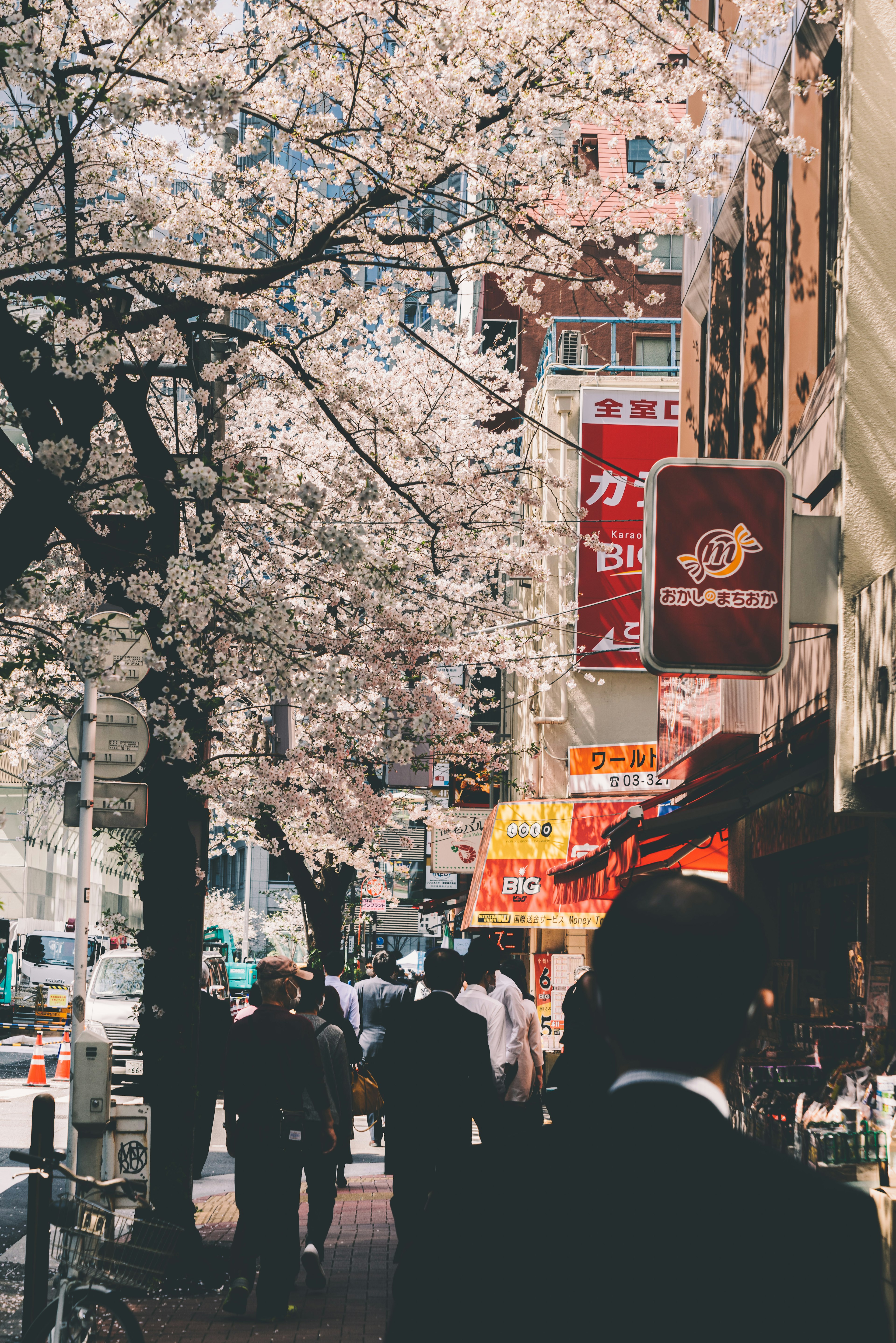 Street scene with cherry blossom trees and pedestrians