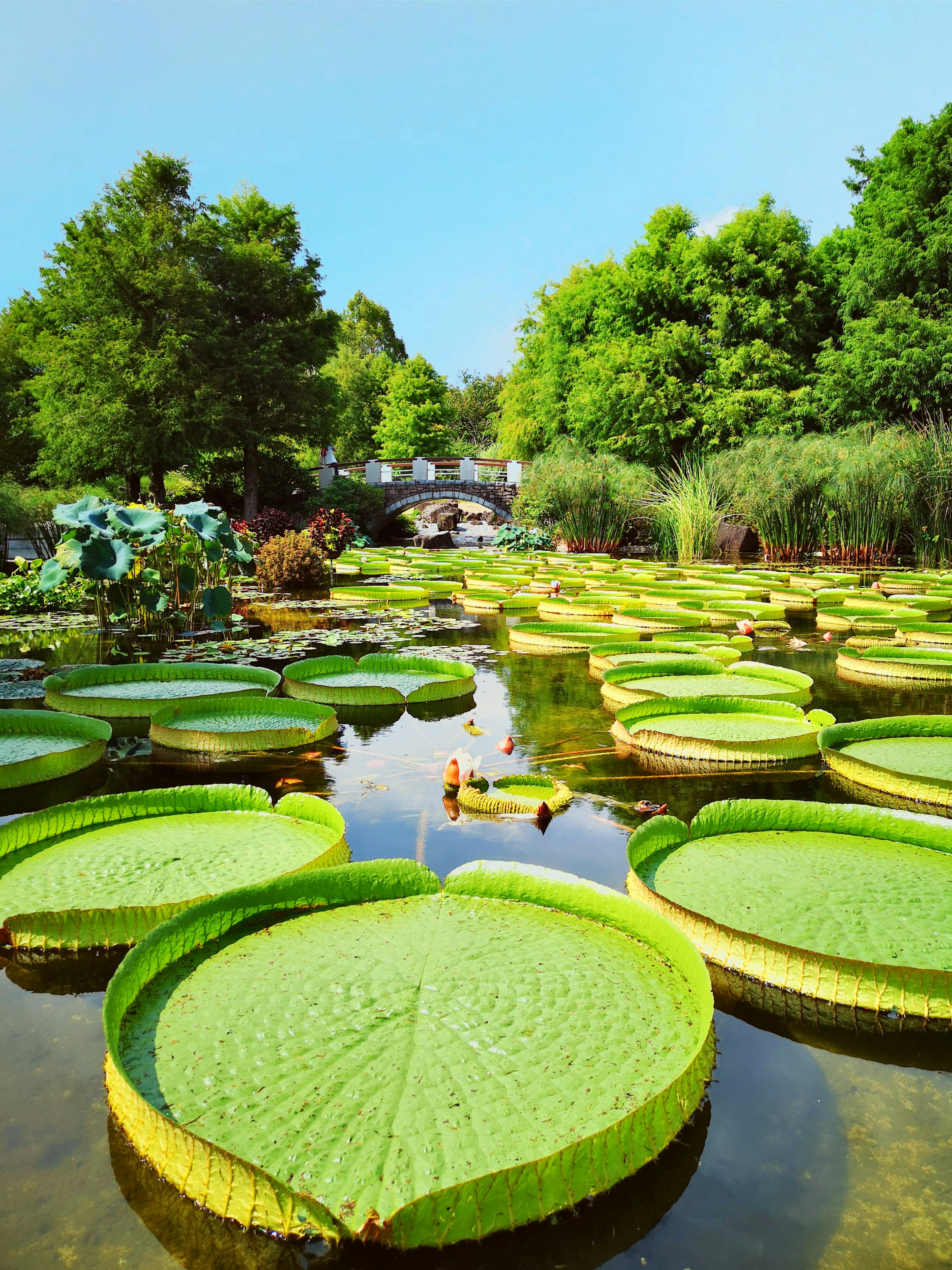 Belle foglie di ninfea verde si estendono sulla superficie dell'acqua con un ponte e alberi lussureggianti sullo sfondo