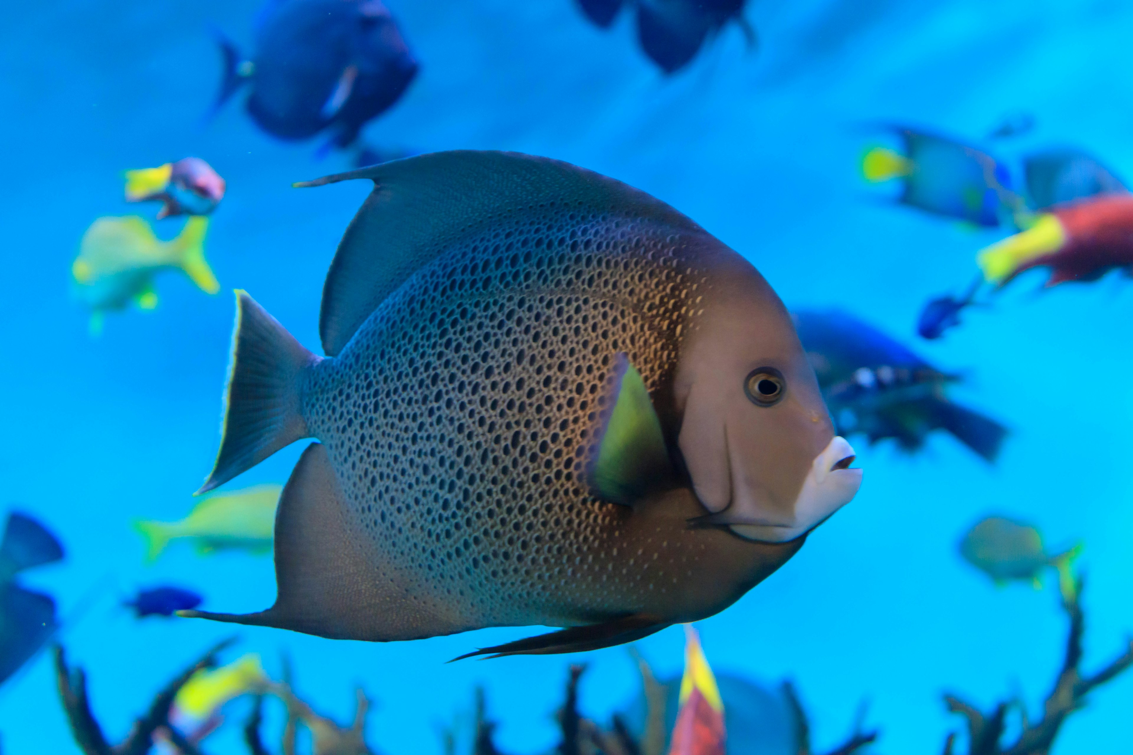 A spot-patterned fish swimming among a school of colorful fish in blue water