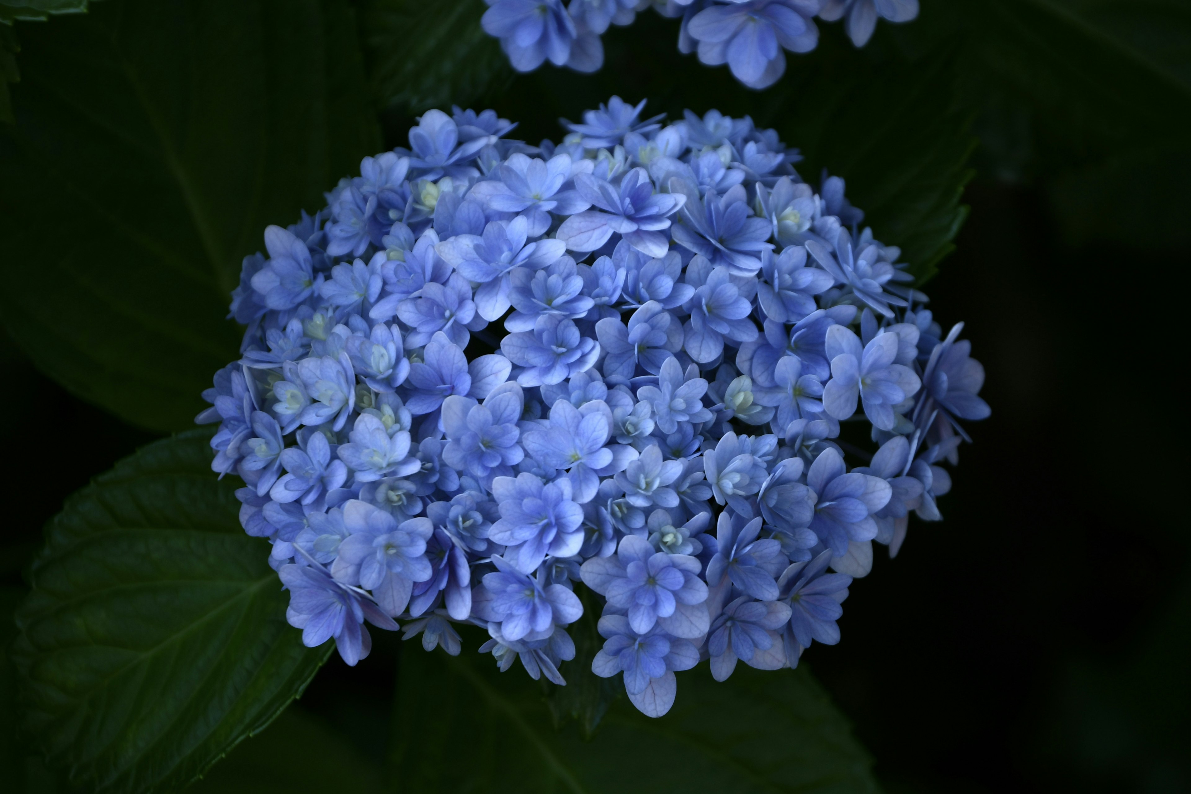 Racimo de flores de hortensia azules