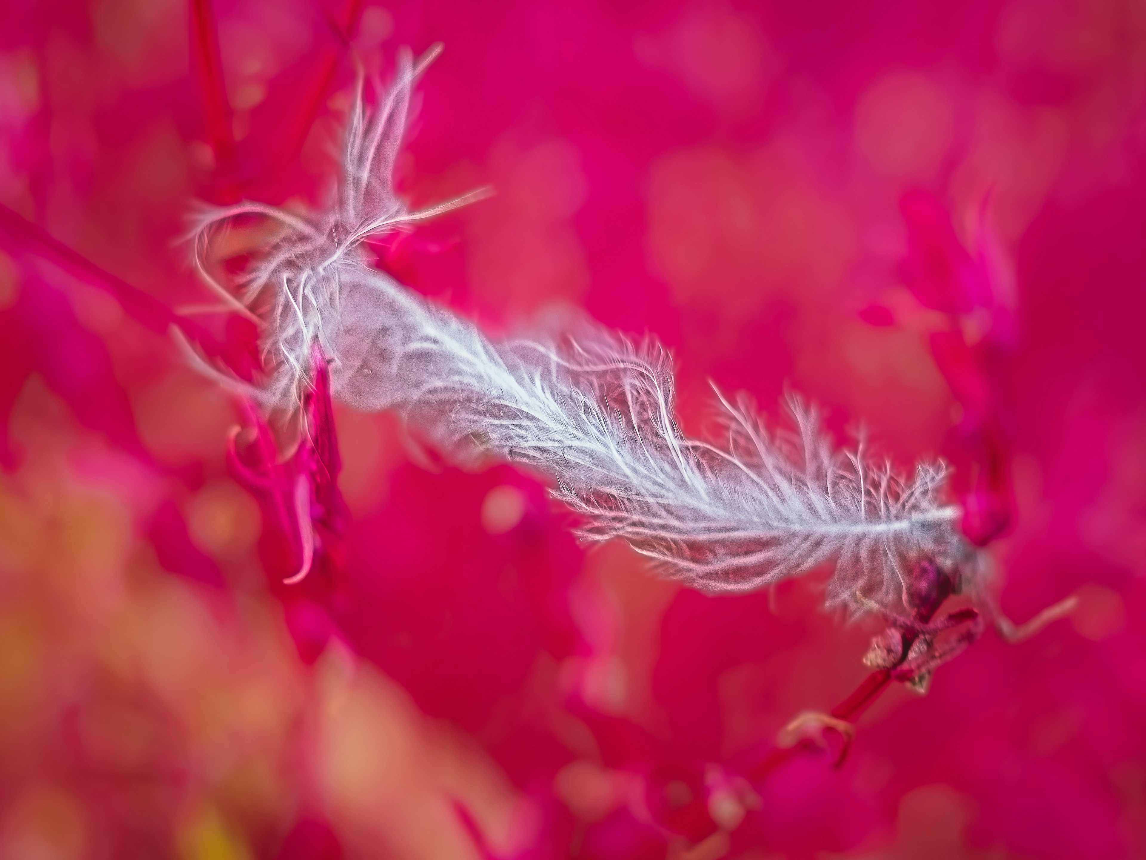 Una pluma blanca flotando sobre un fondo rosa vibrante