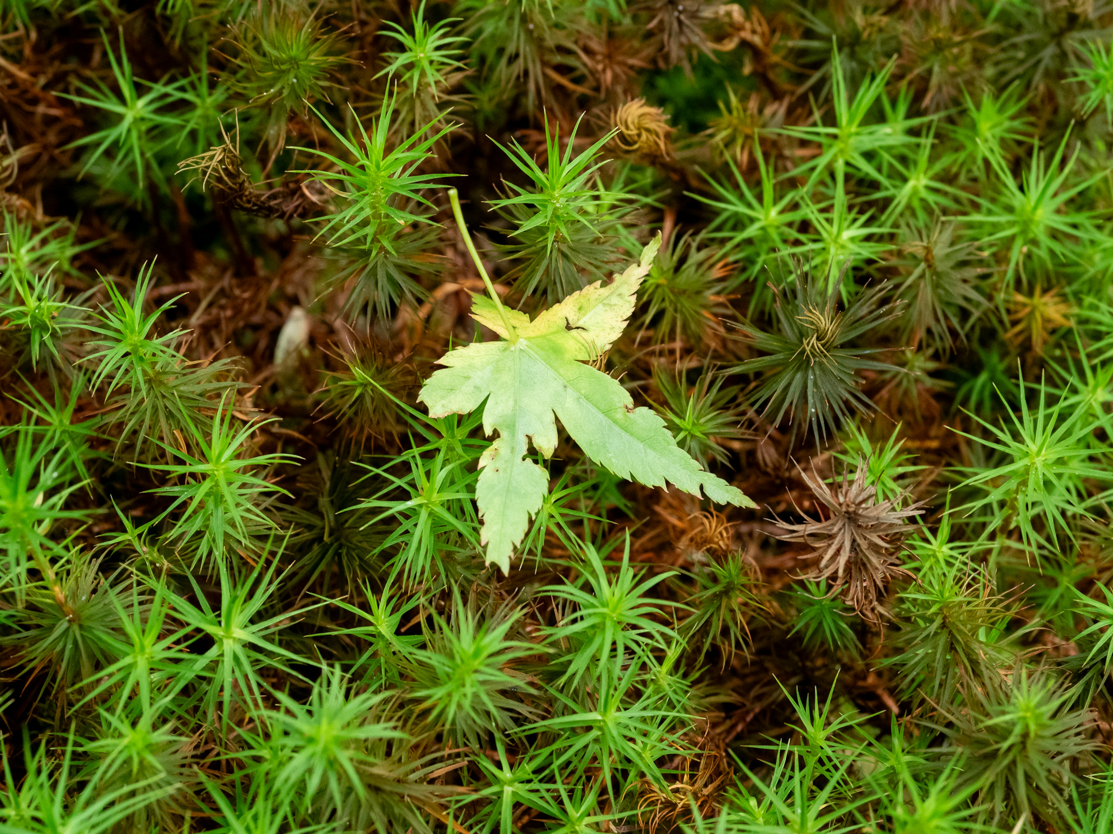 緑の苔の中に一枚のカエデの葉が落ちているシーン