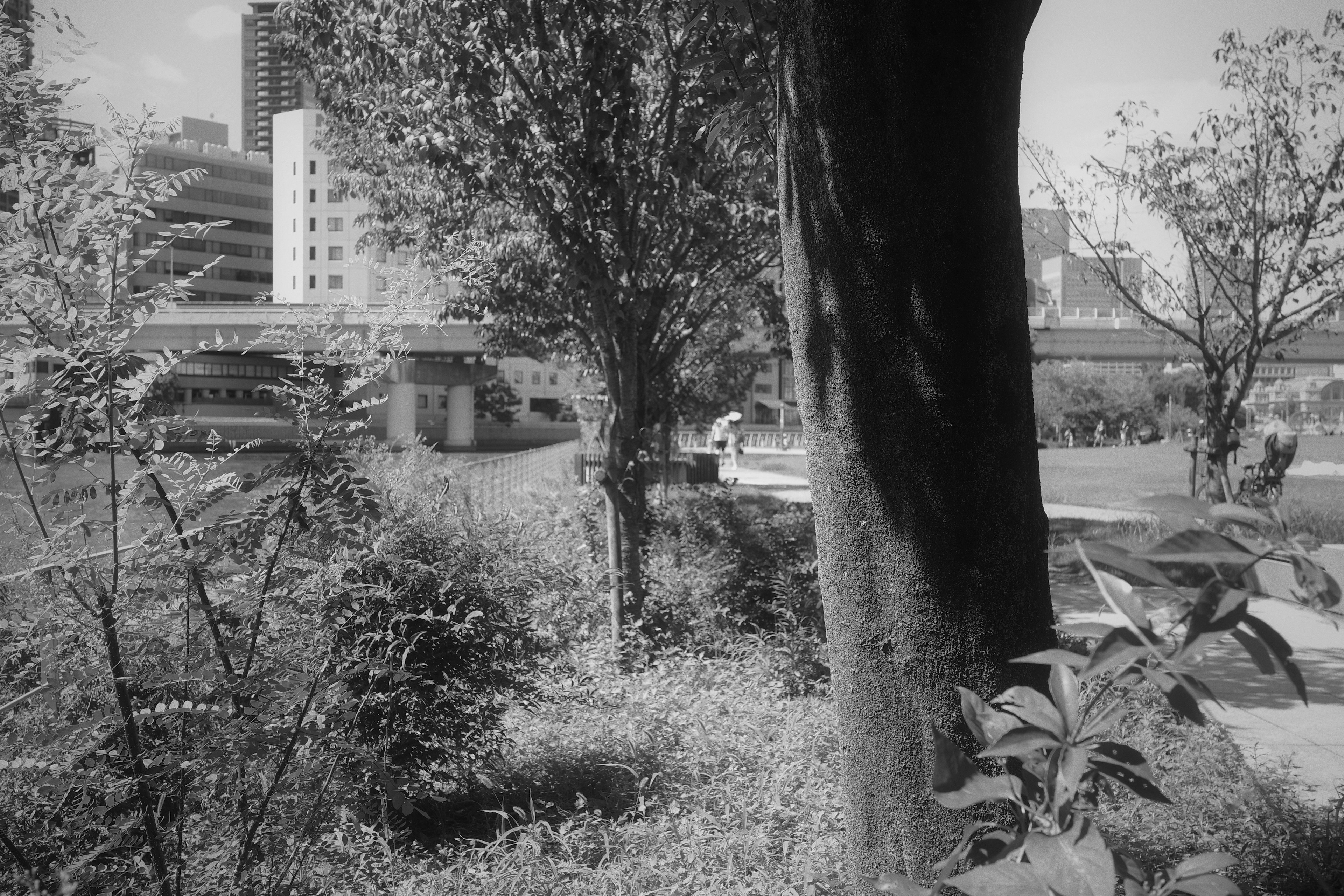 Black and white park scene featuring trees and grass with a bridge and buildings in the background