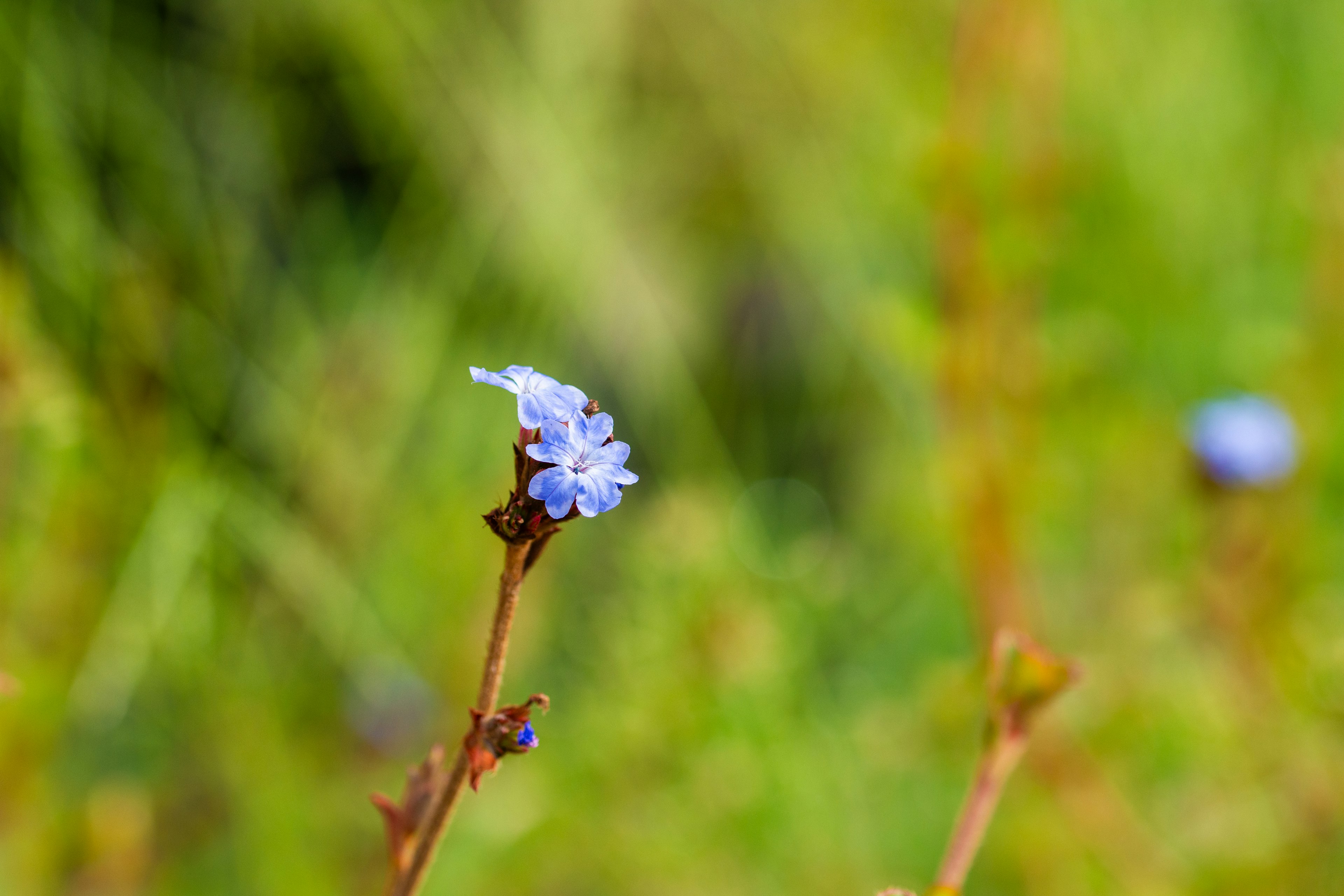 Eine zarte blaue Blume hebt sich von einem grünen Hintergrund ab