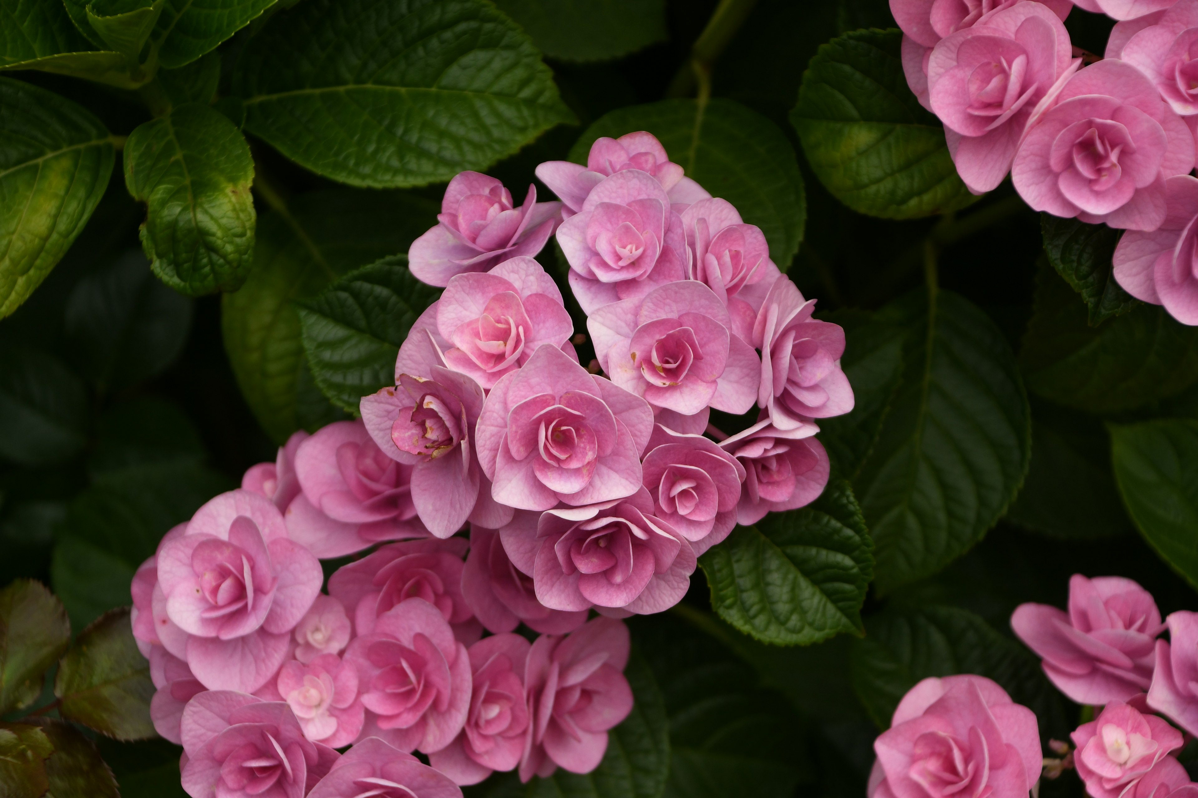 緑の葉の間に咲くピンクの花のクローズアップ