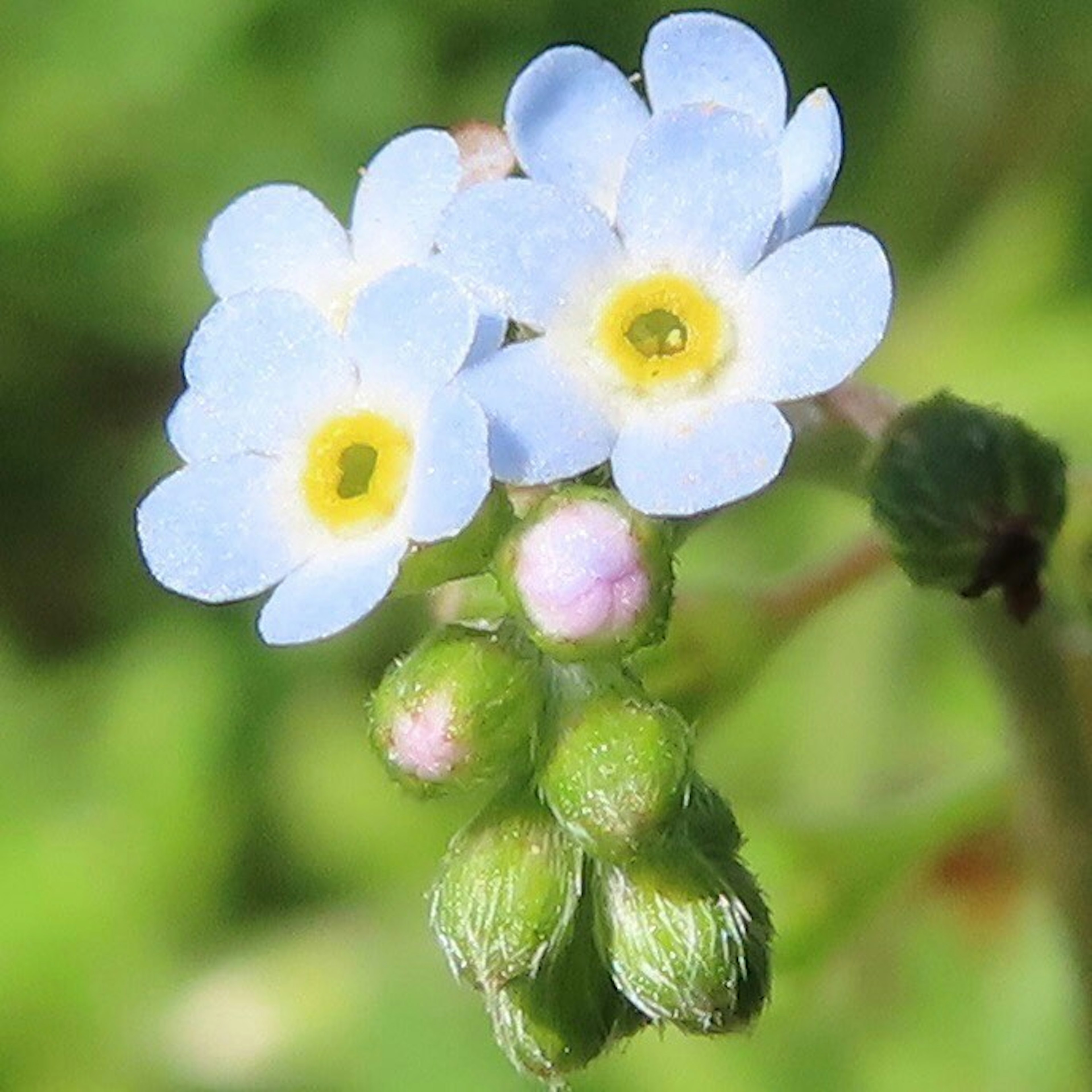 Primo piano di piccoli fiori blu con centri gialli e gemme verdi