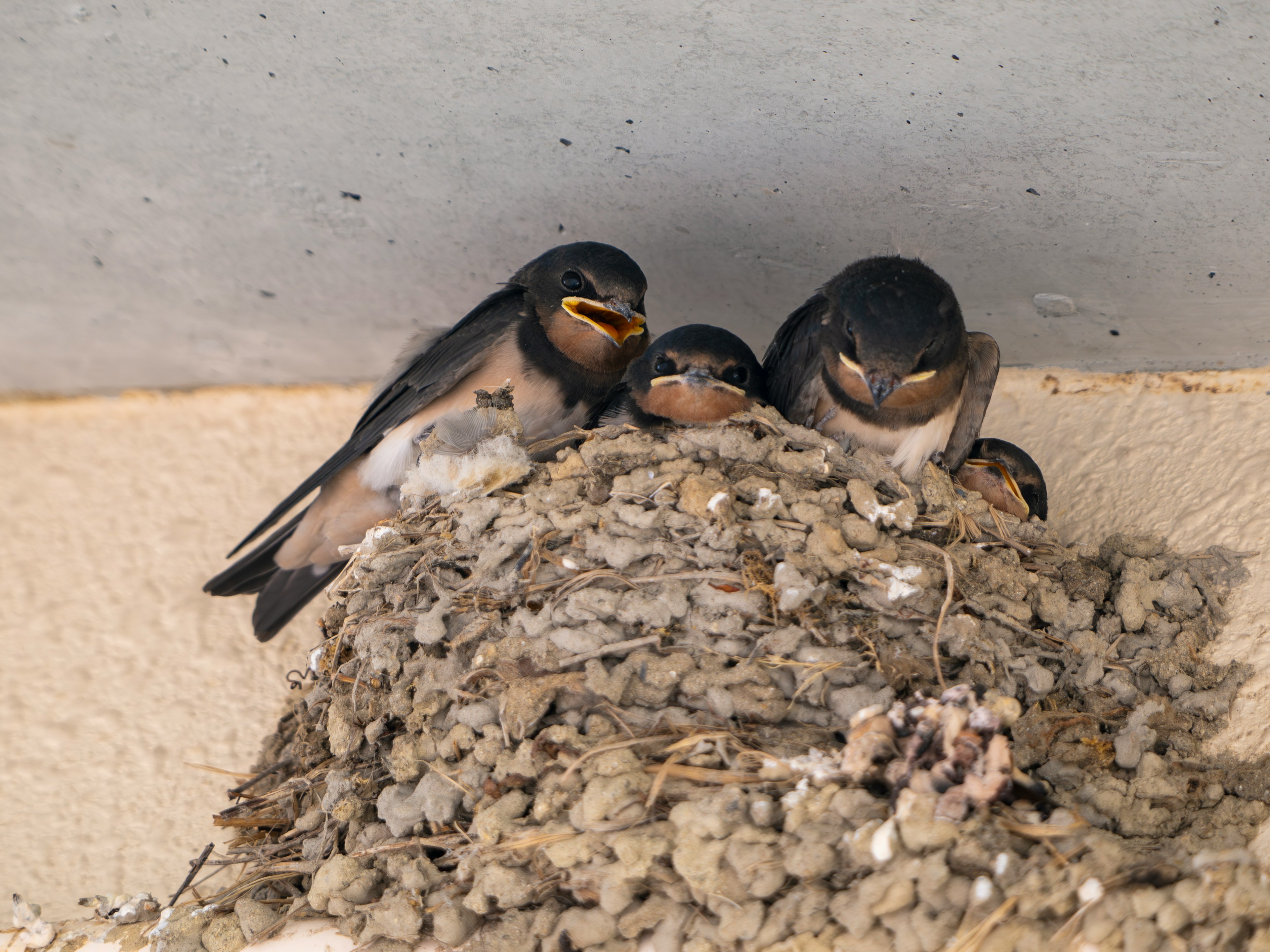 Chicks gathered in a nest looking for food