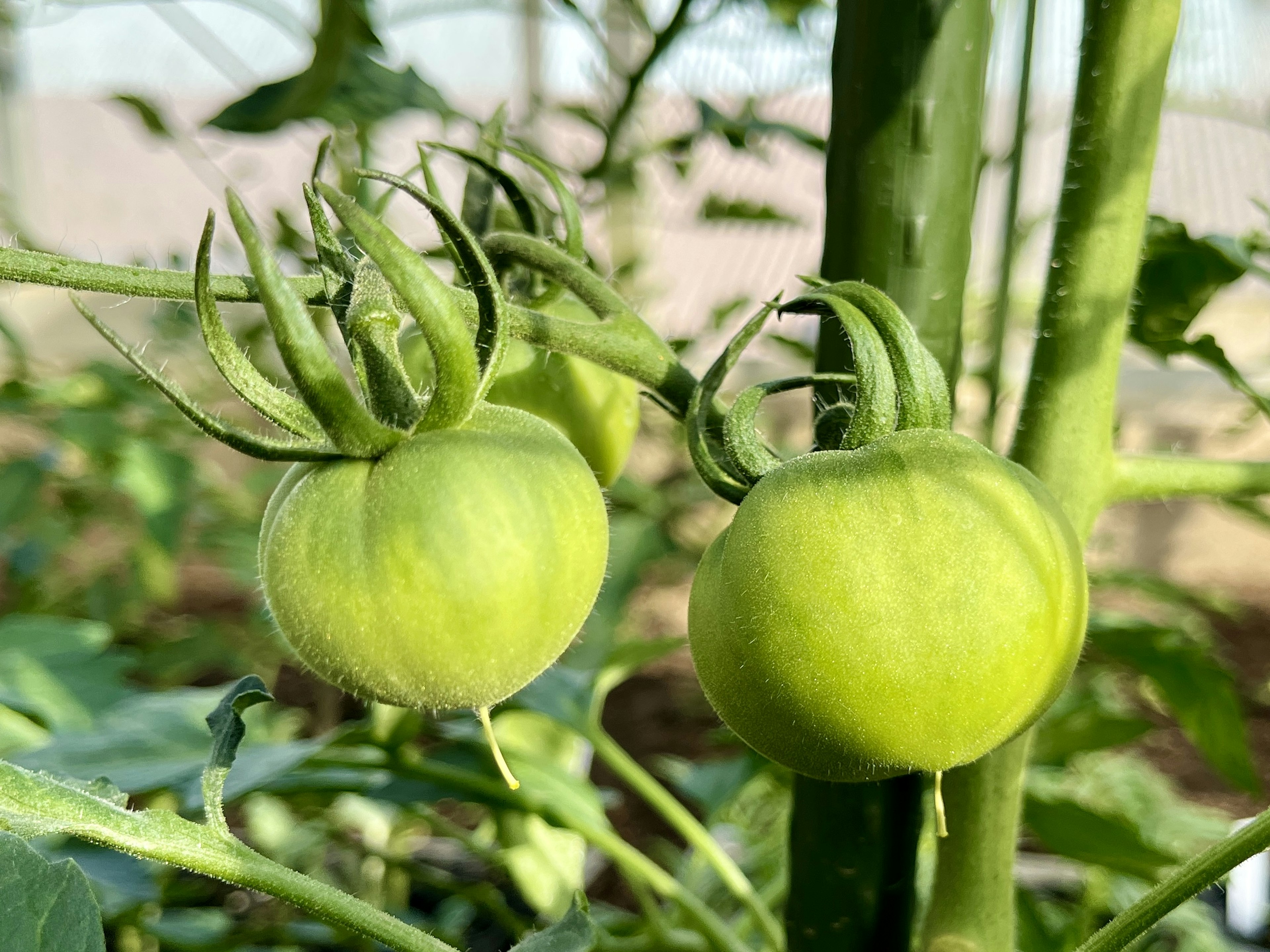 緑色の未熟なトマトが茎にぶら下がっている様子