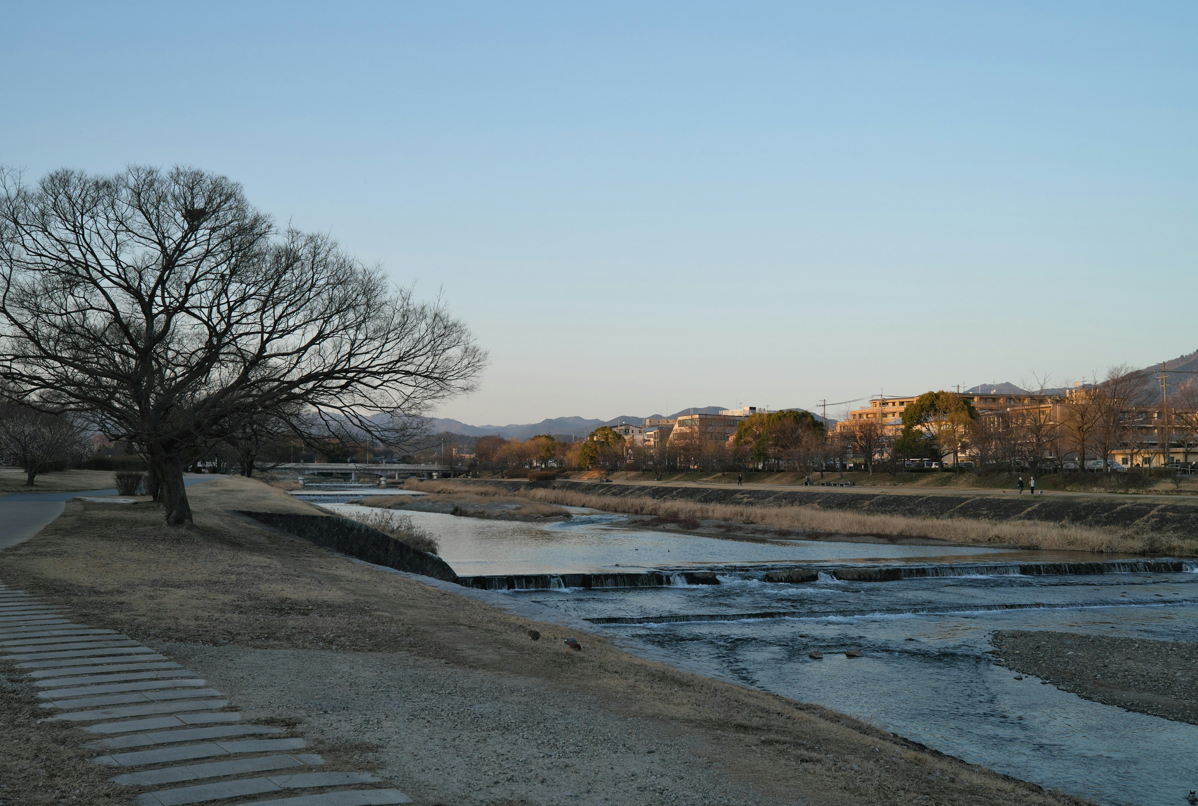 Serene landscape with a river and a bare tree with buildings in the distance