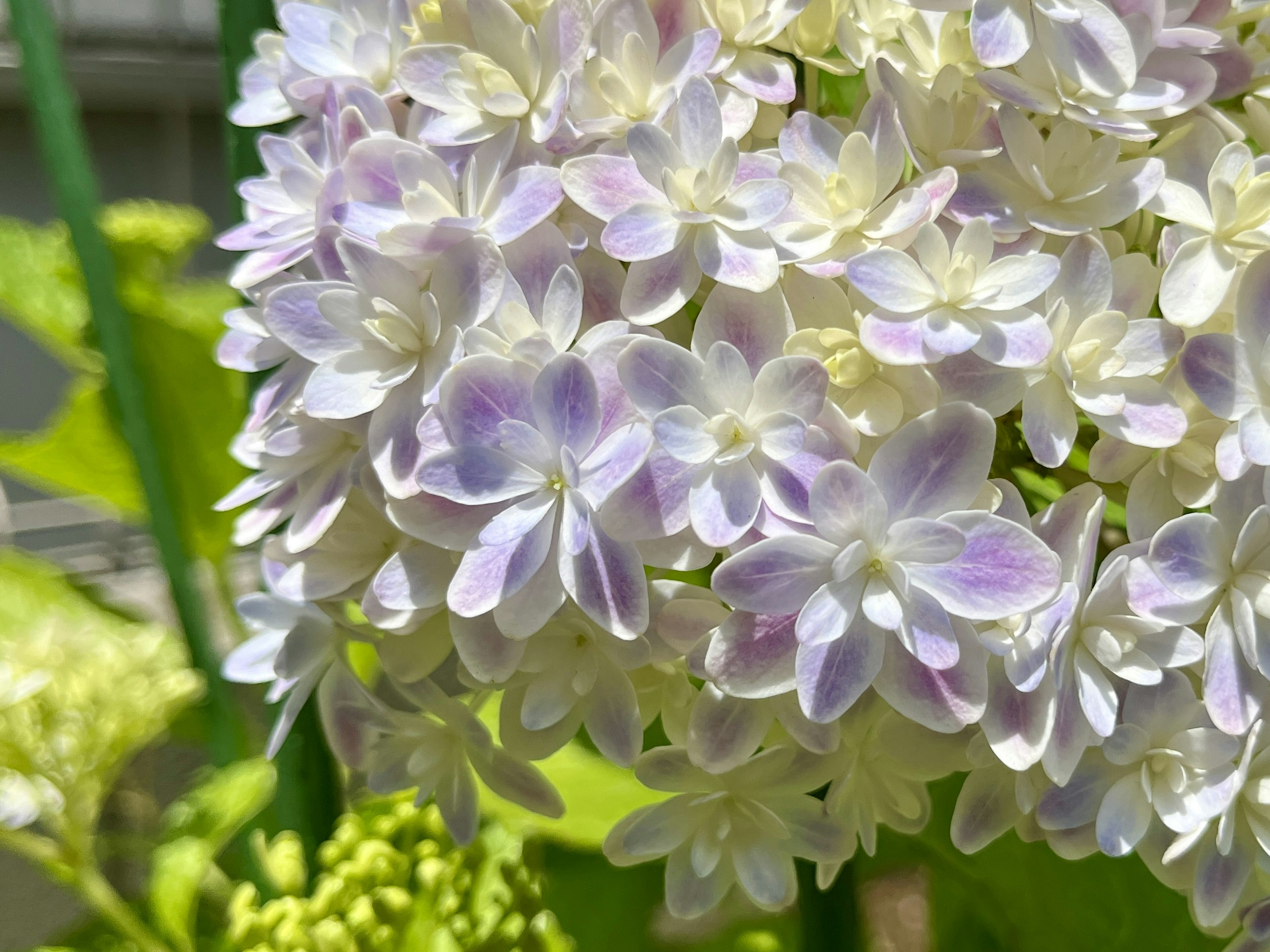 Nahaufnahme von schönen Blumen in blasslila und weiß