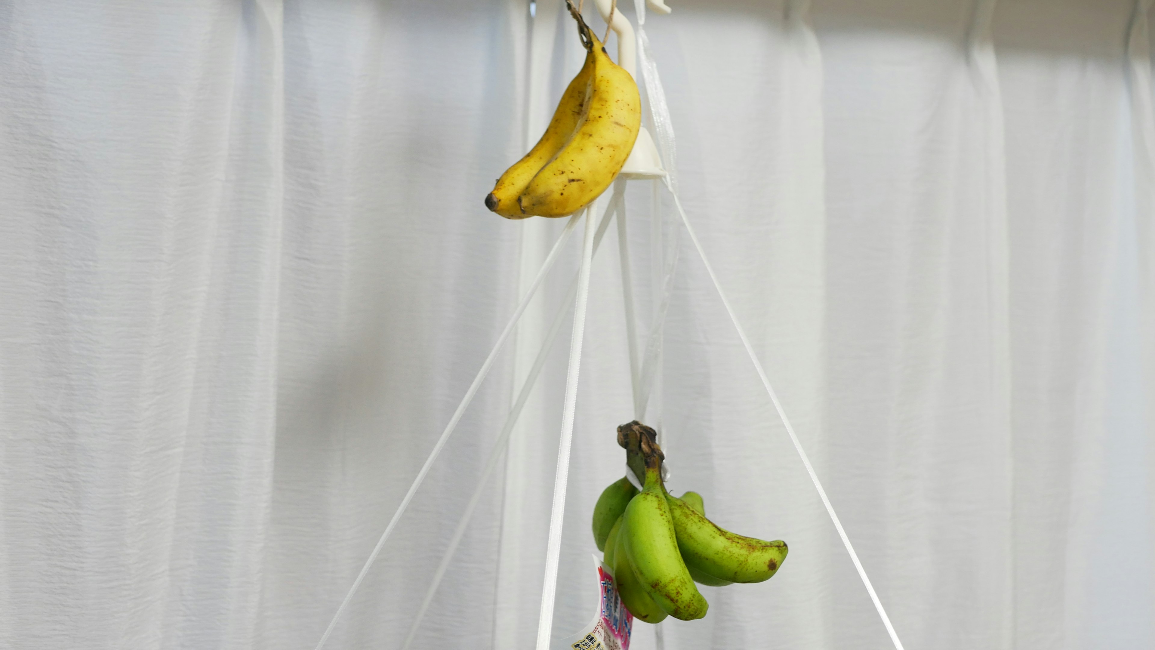 Una banana amarilla y un racimo de bananas verdes colgando frente a una cortina blanca