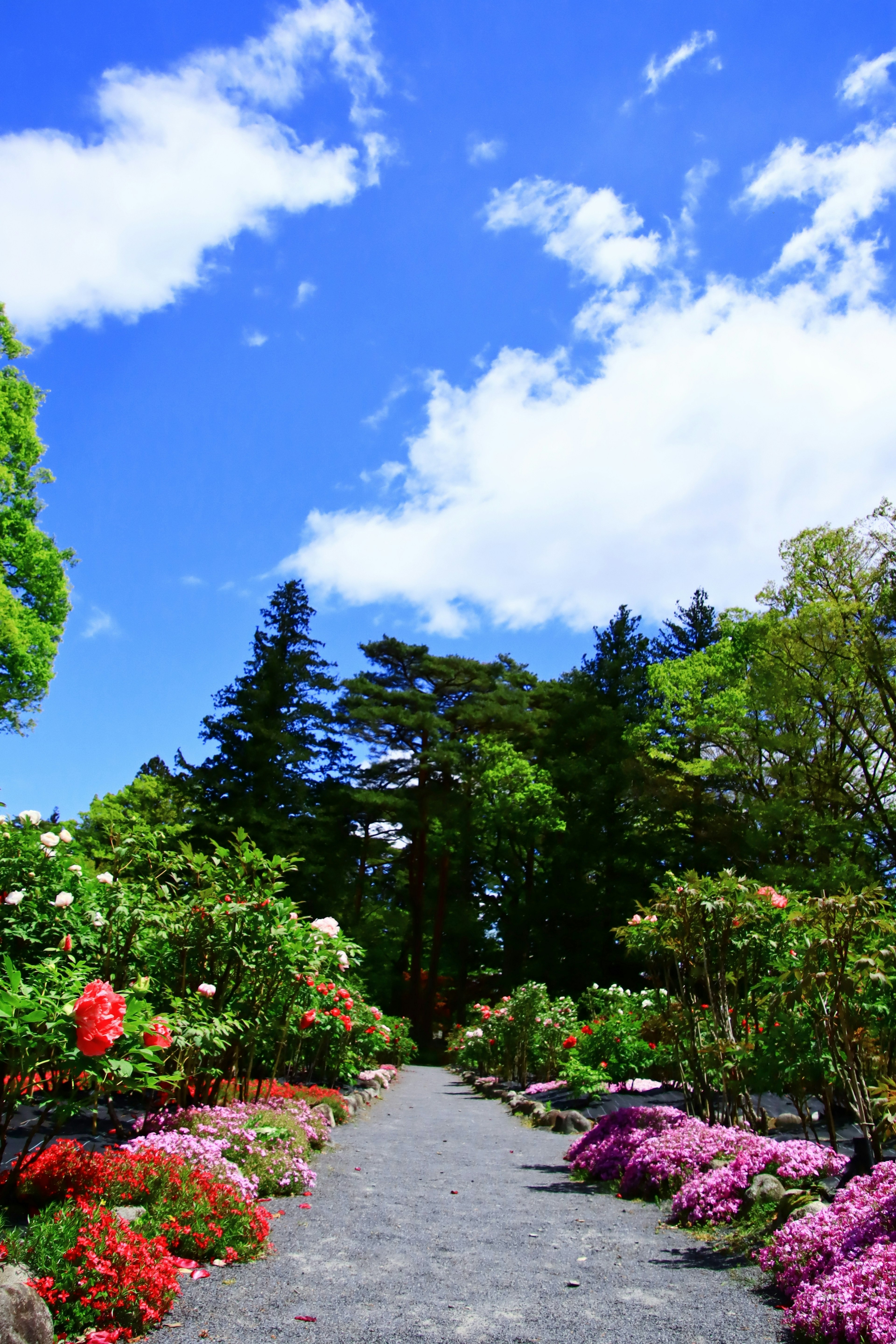 Pathway surrounded by colorful flowers under a blue sky