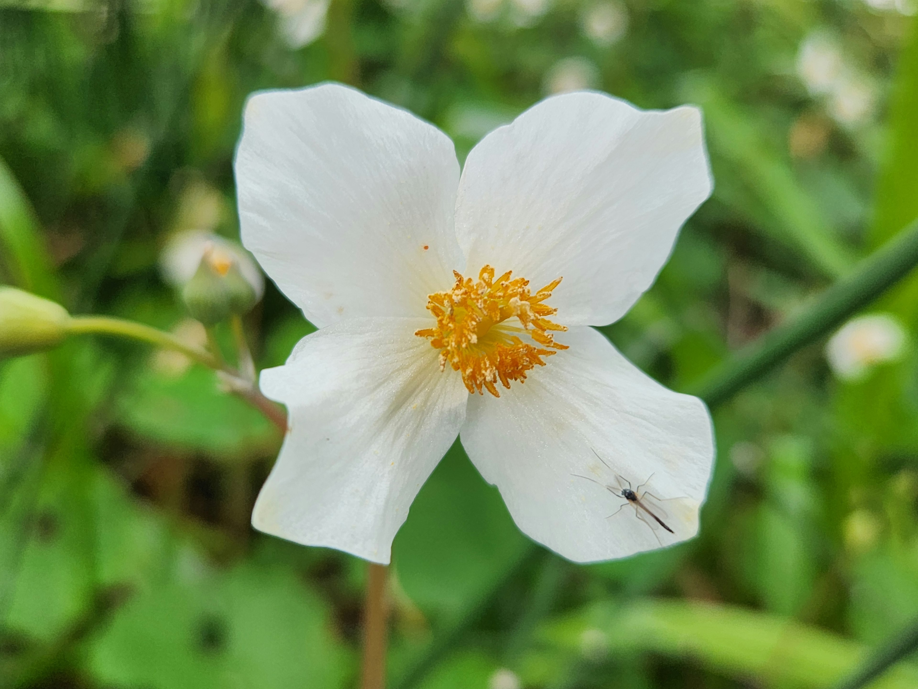 A white flower with orange stamens in the center