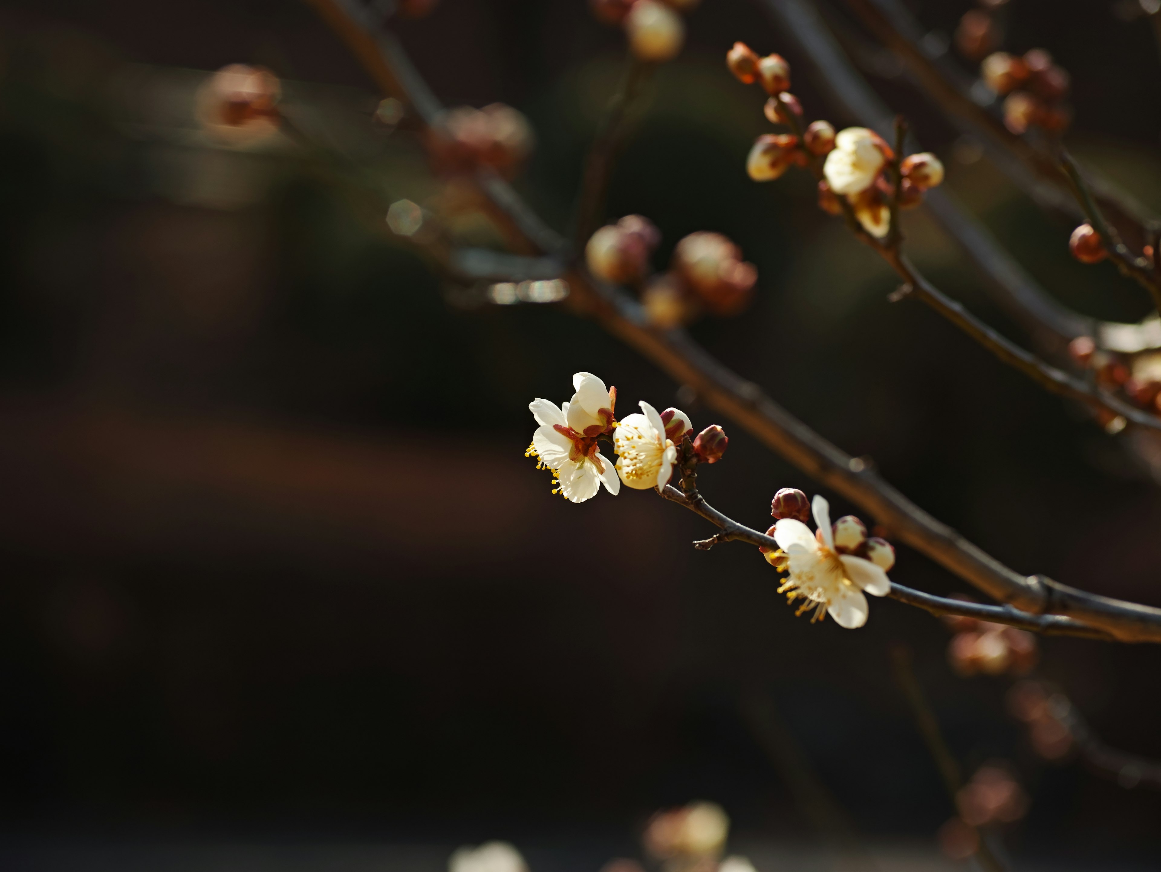 Close-up of light yellow plum blossoms on a branch