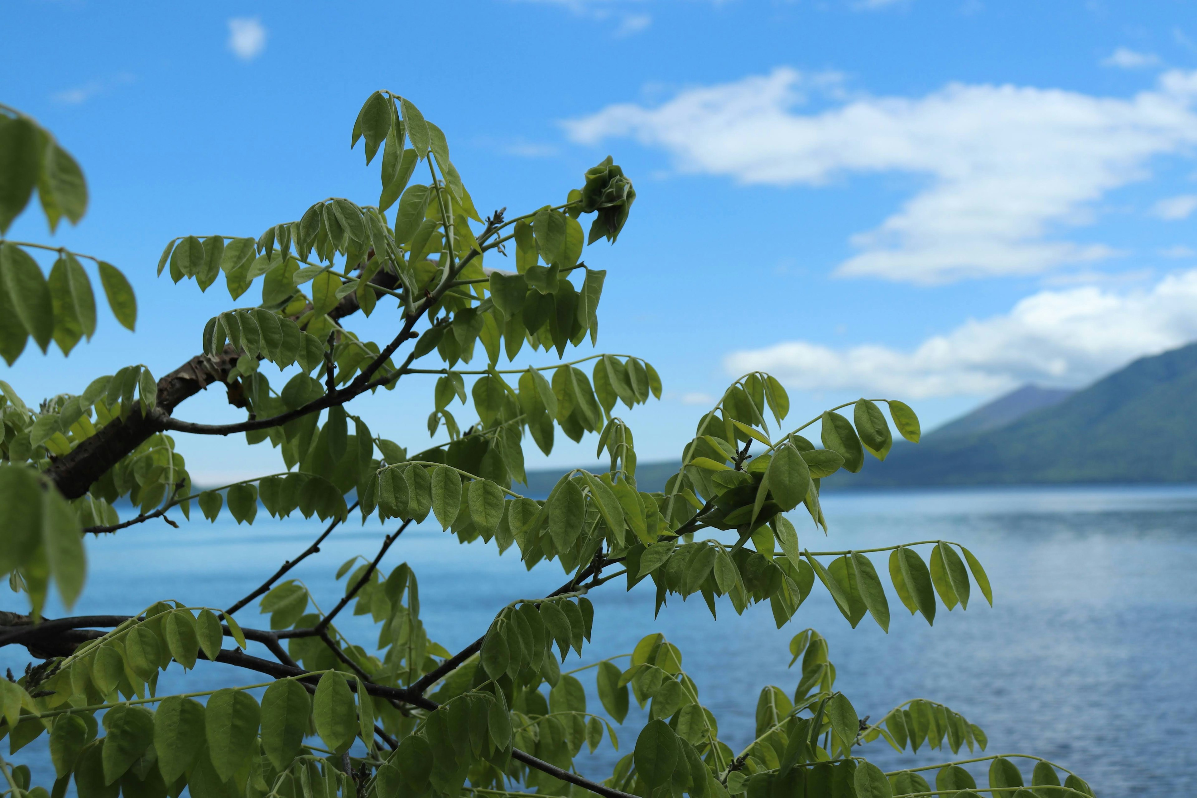 Baumzweige mit üppigem grünem Laub vor einem Hintergrund aus blauem Himmel und See