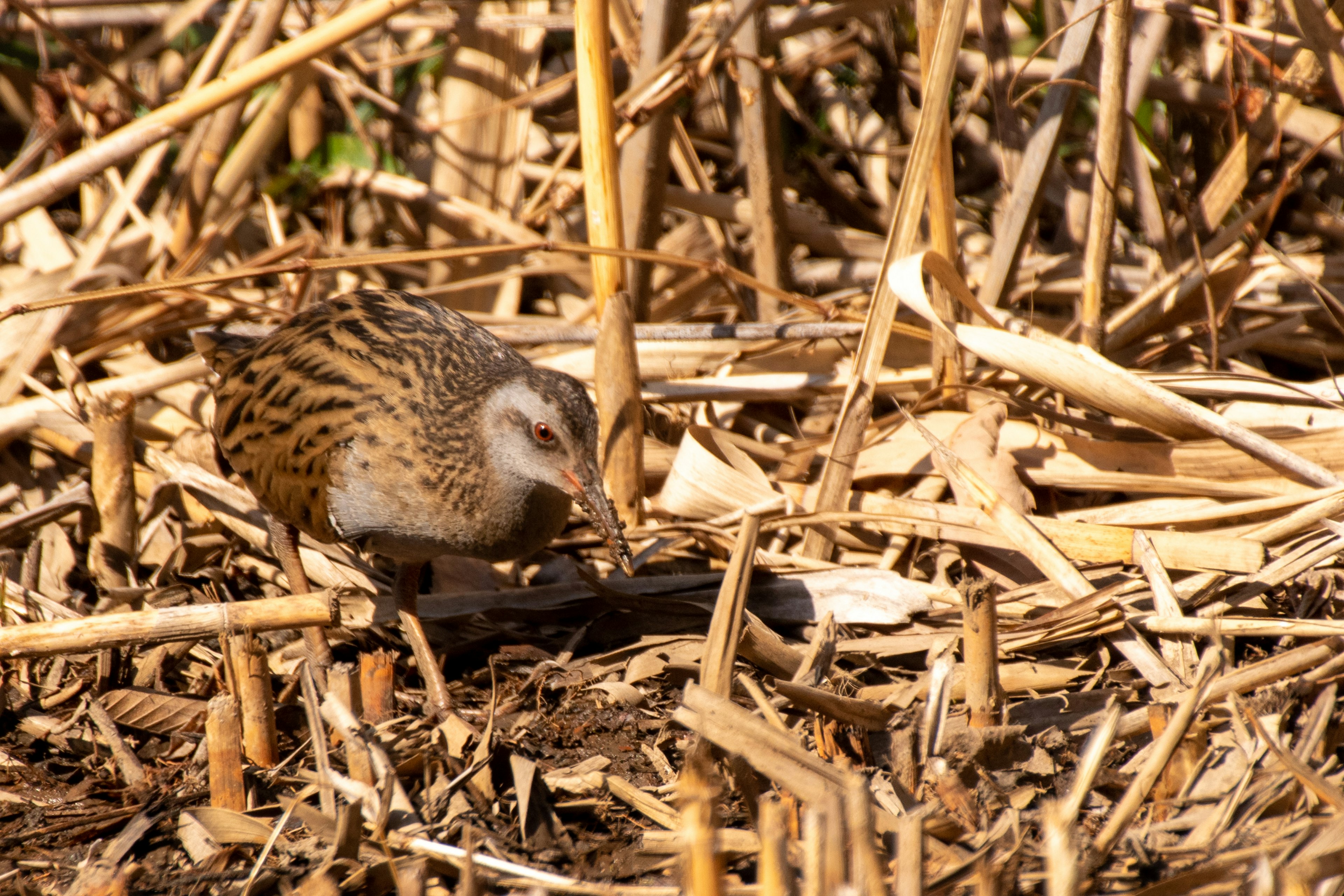 Un pequeño pájaro entre hierbas secas y juncos